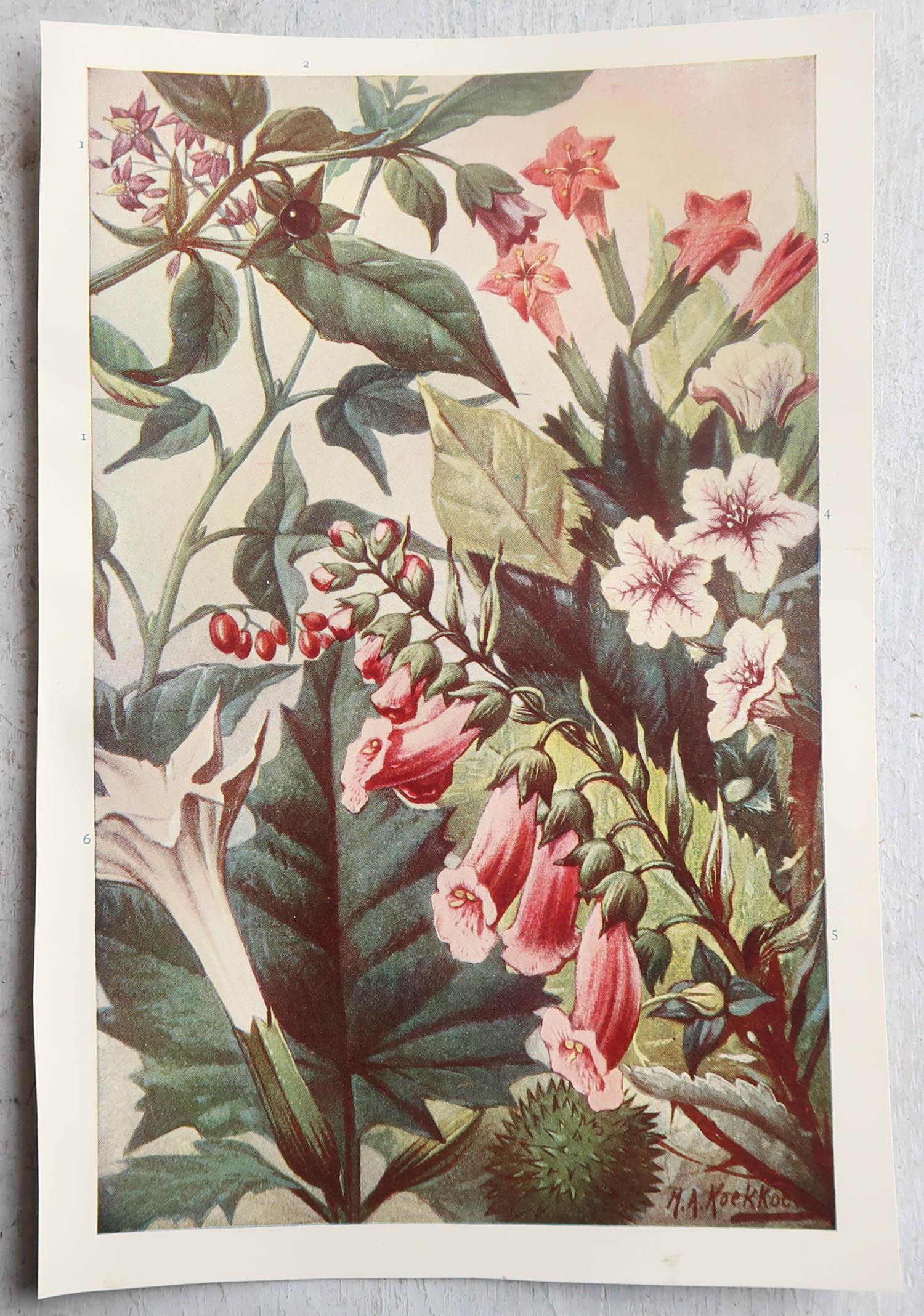 Ein Paar botanische Originaldrucke im Vintage-Stil, um 1900 (Edwardian)