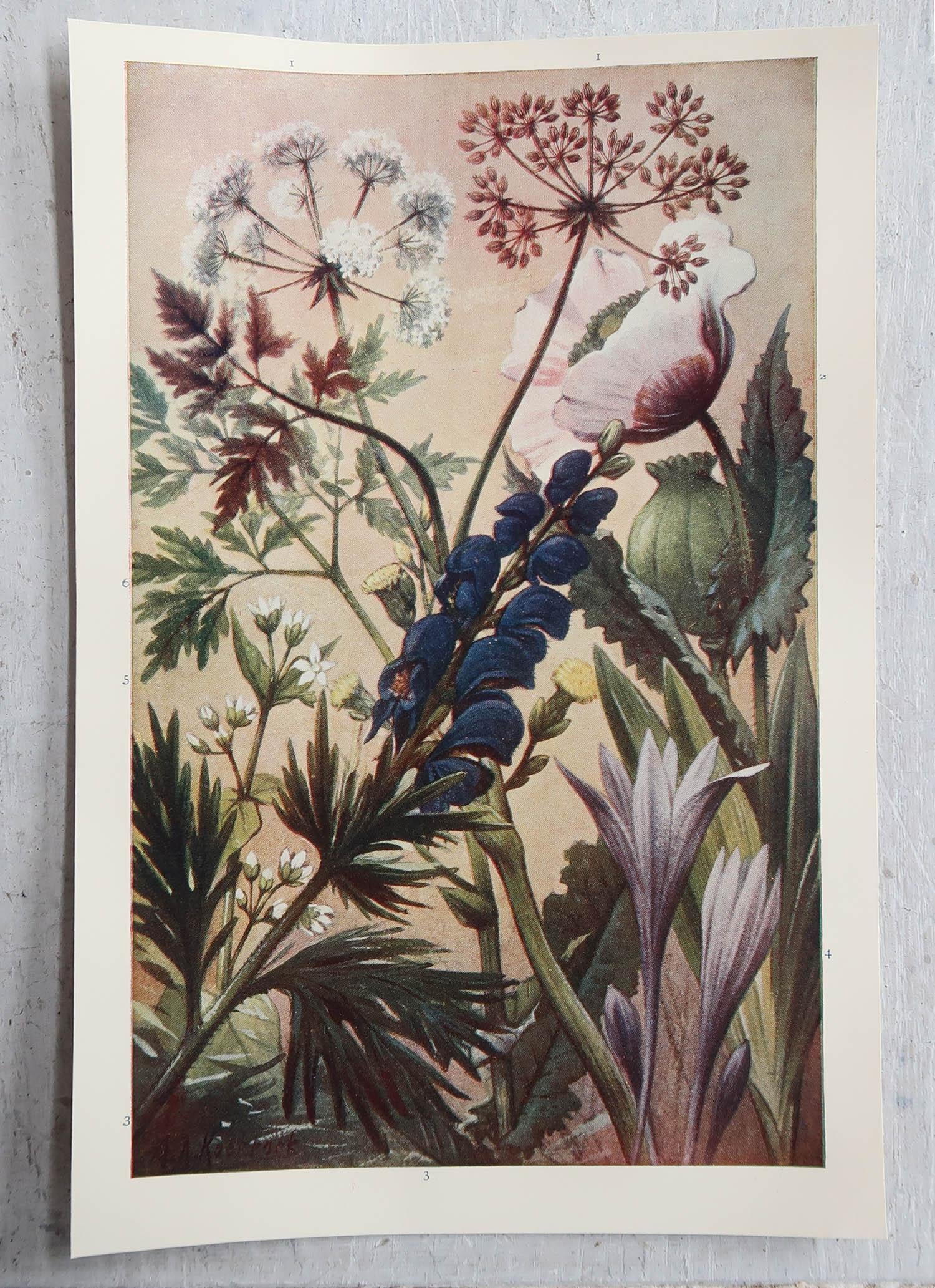 botanical paintings for sale