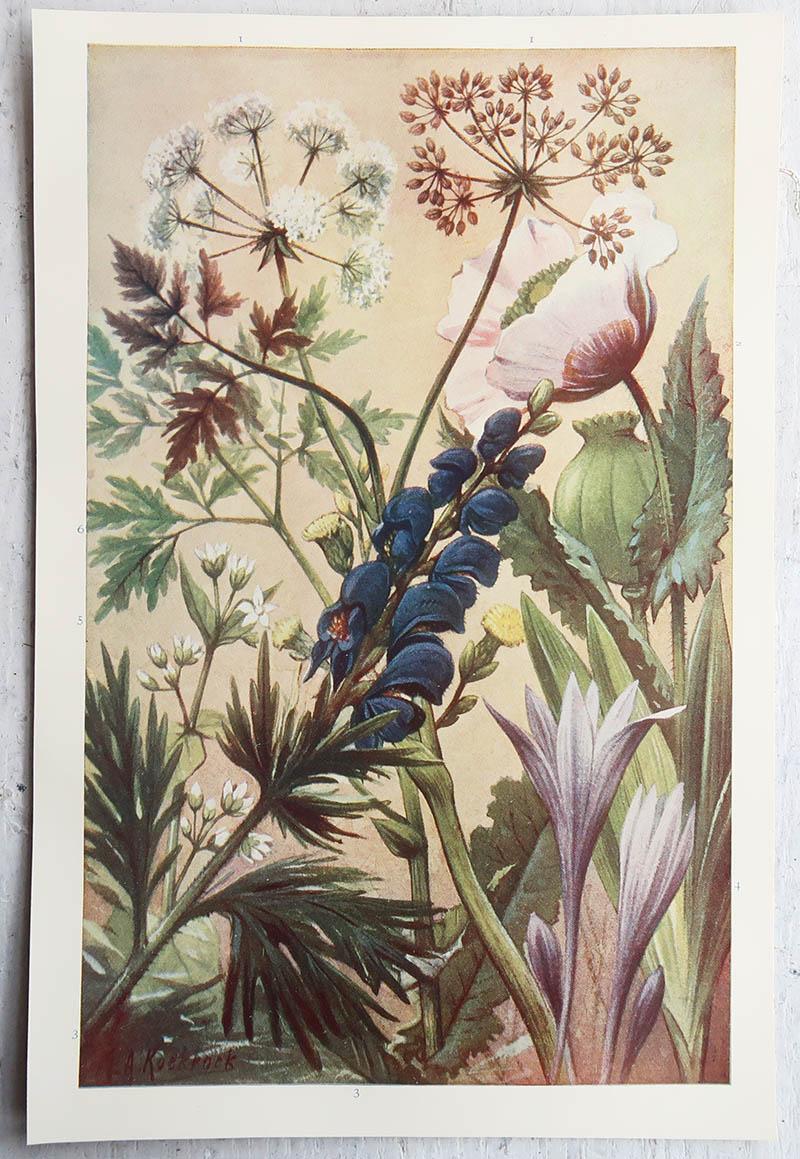 English Pair of Original Vintage Botanical Prints, circa 1900