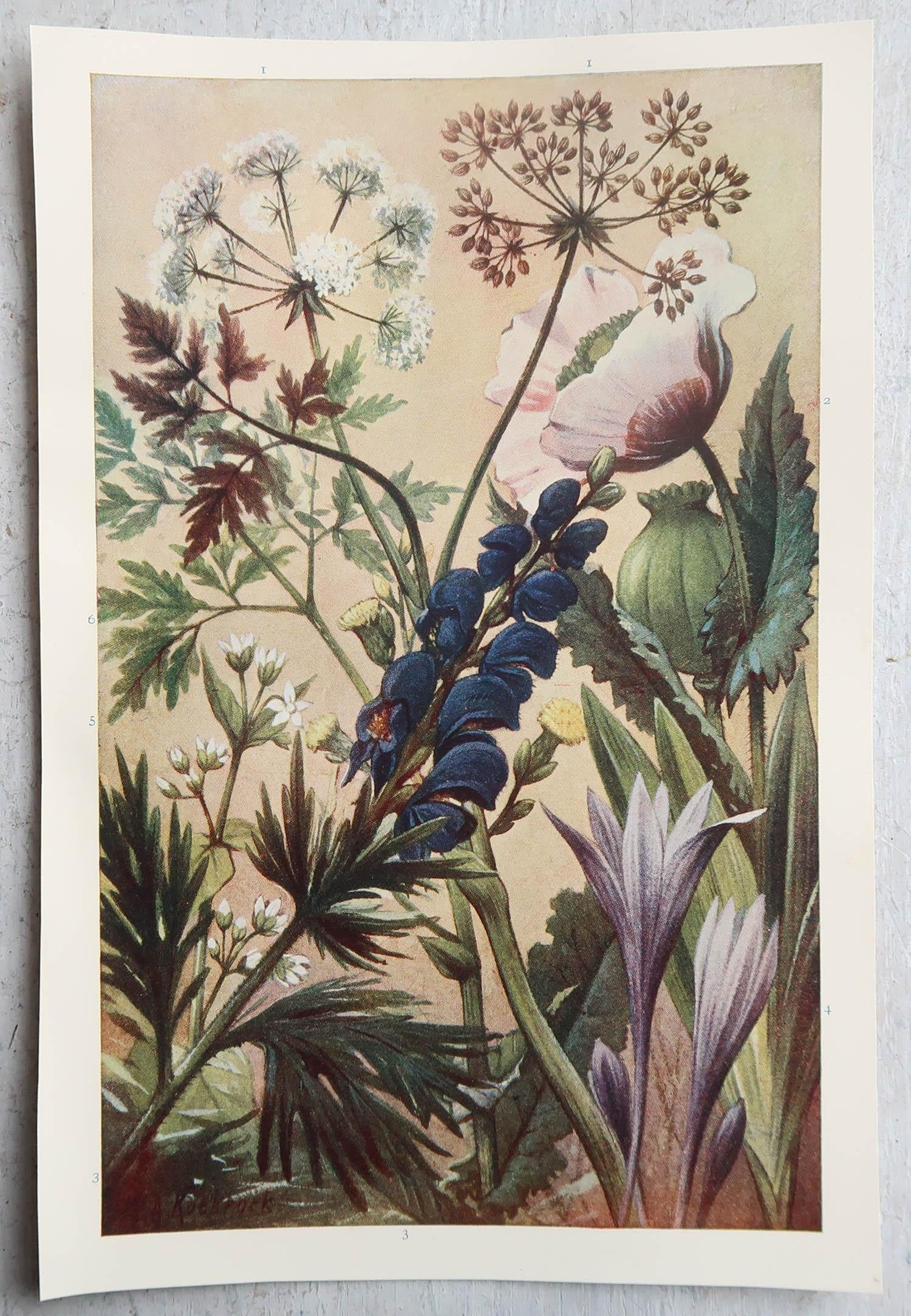 Ein Paar botanische Originaldrucke im Vintage-Stil, um 1900 (Englisch)