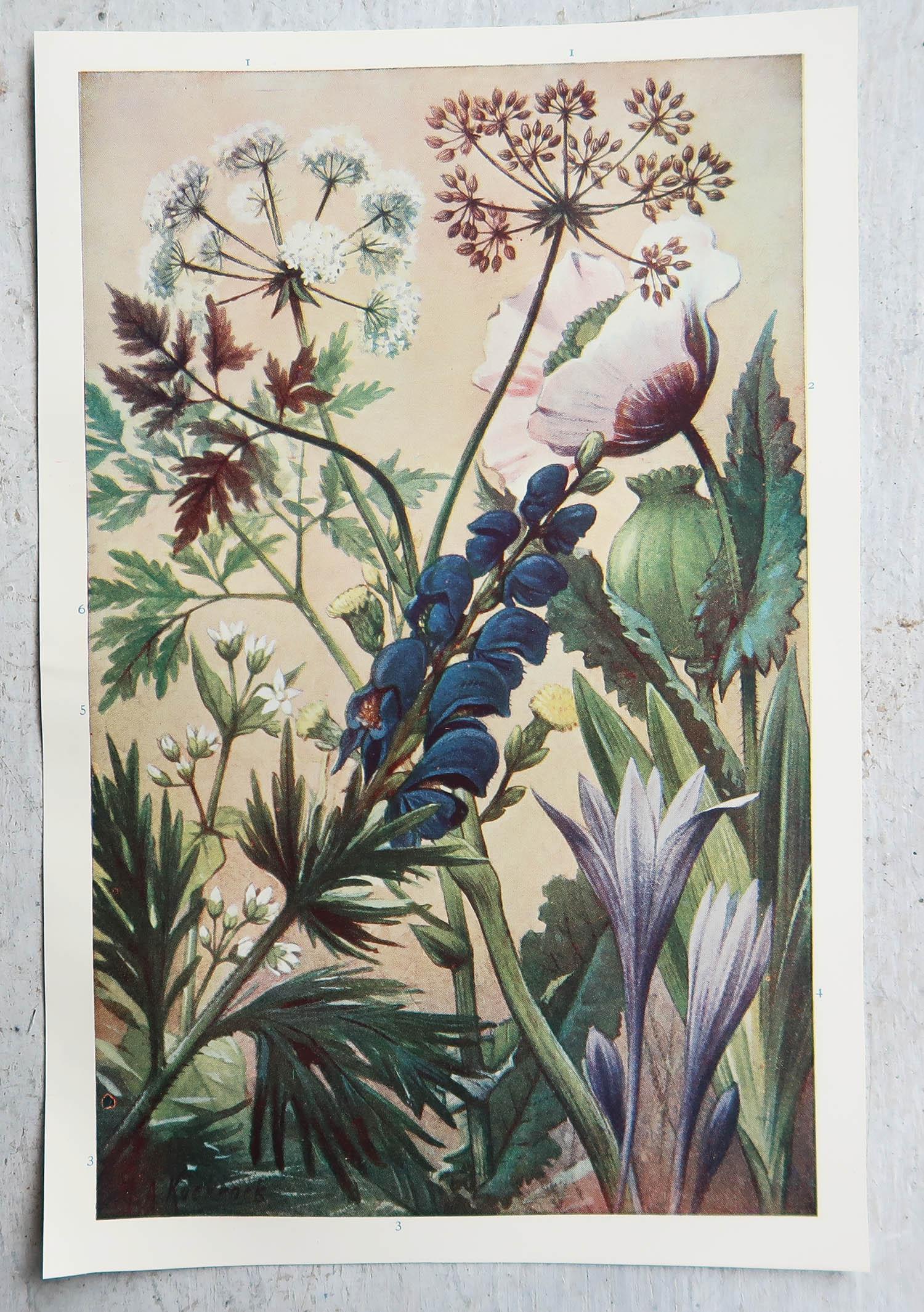 Inglese Coppia di stampe botaniche originali d'epoca, circa 1900 in vendita