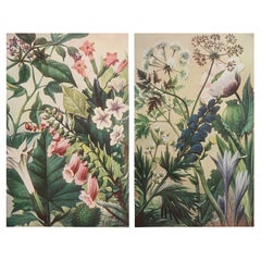 Pair of Original Vintage Botanical Prints, circa 1900
