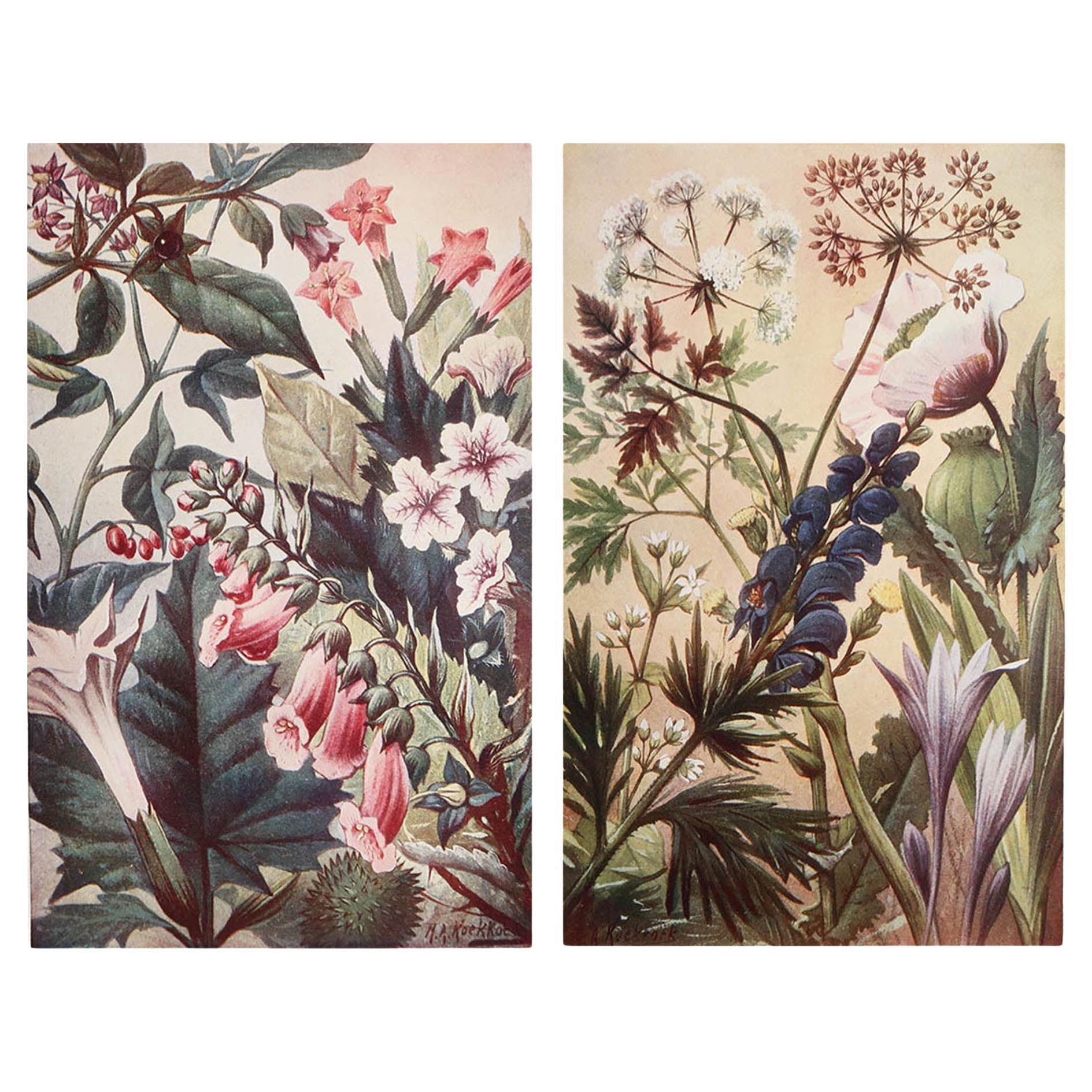 Paire d'estampes botaniques originales vintage, vers 1900 en vente