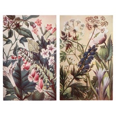Paire d'estampes botaniques originales vintage, vers 1900