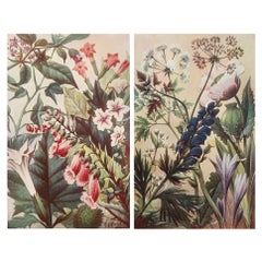 Pair of Original Vintage Botanical Prints, circa 1900