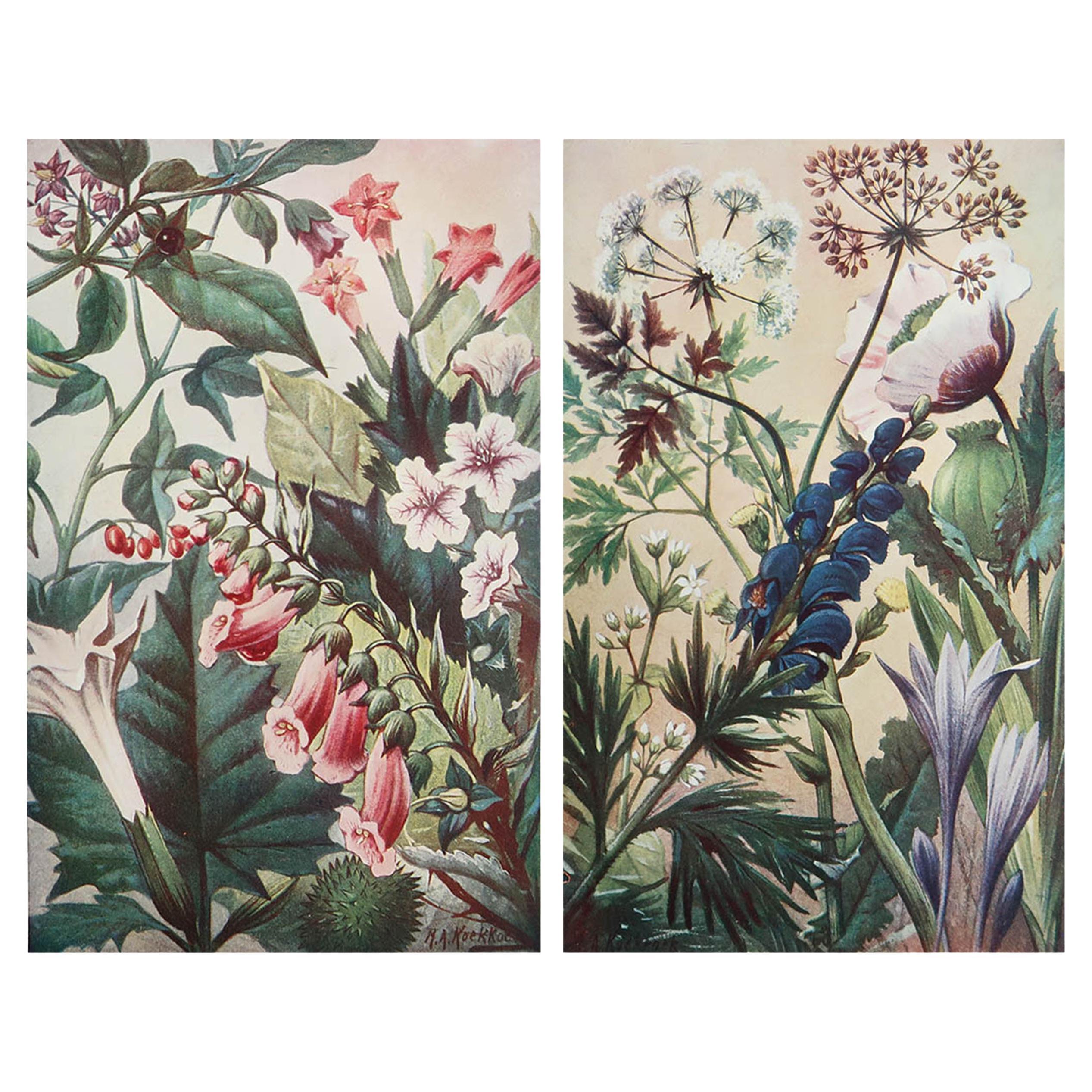Pair of Original Vintage Botanical Prints, circa 1900
