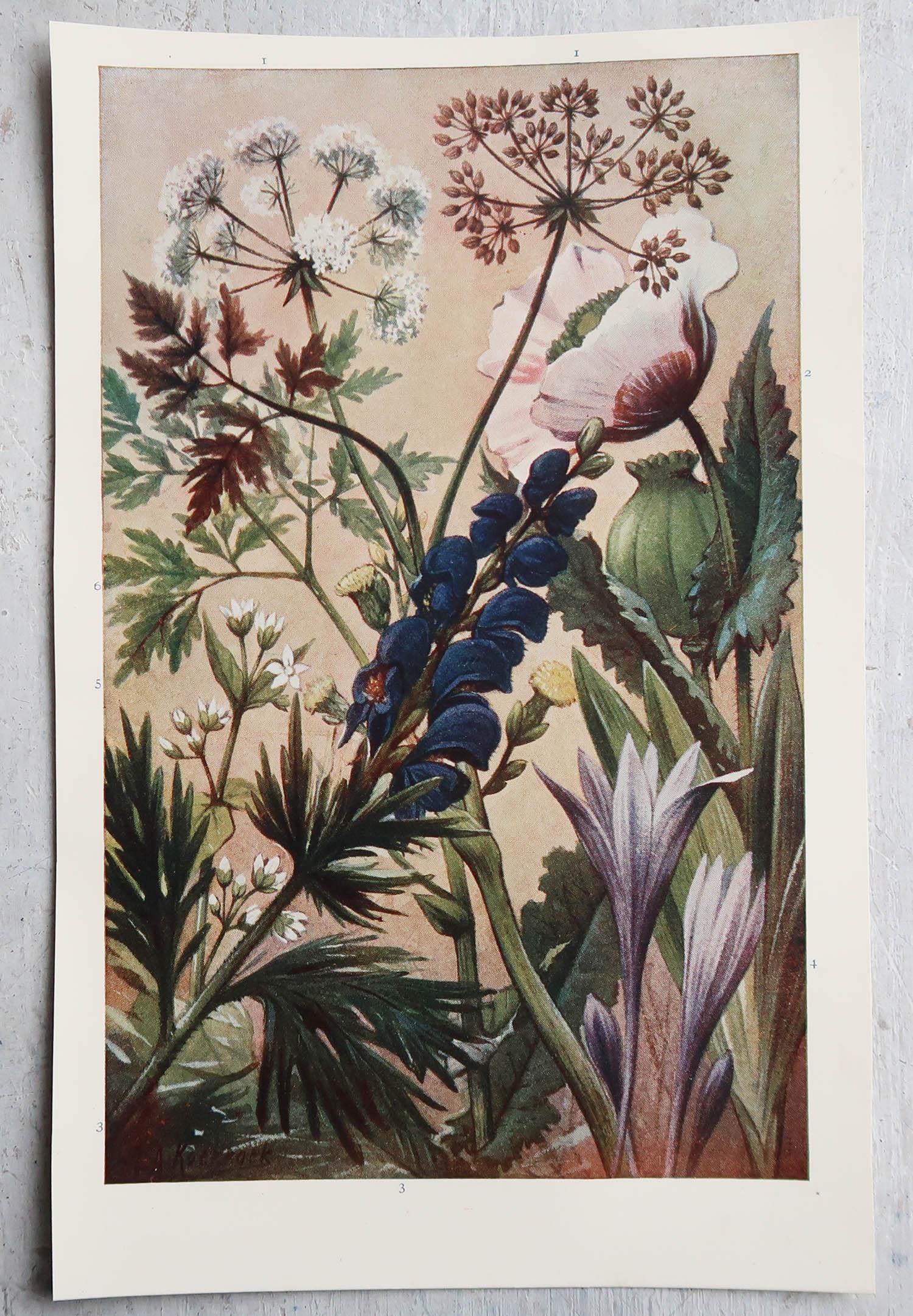 Edwardian Pair of Original Vintage Botanical Prints, circa 1900