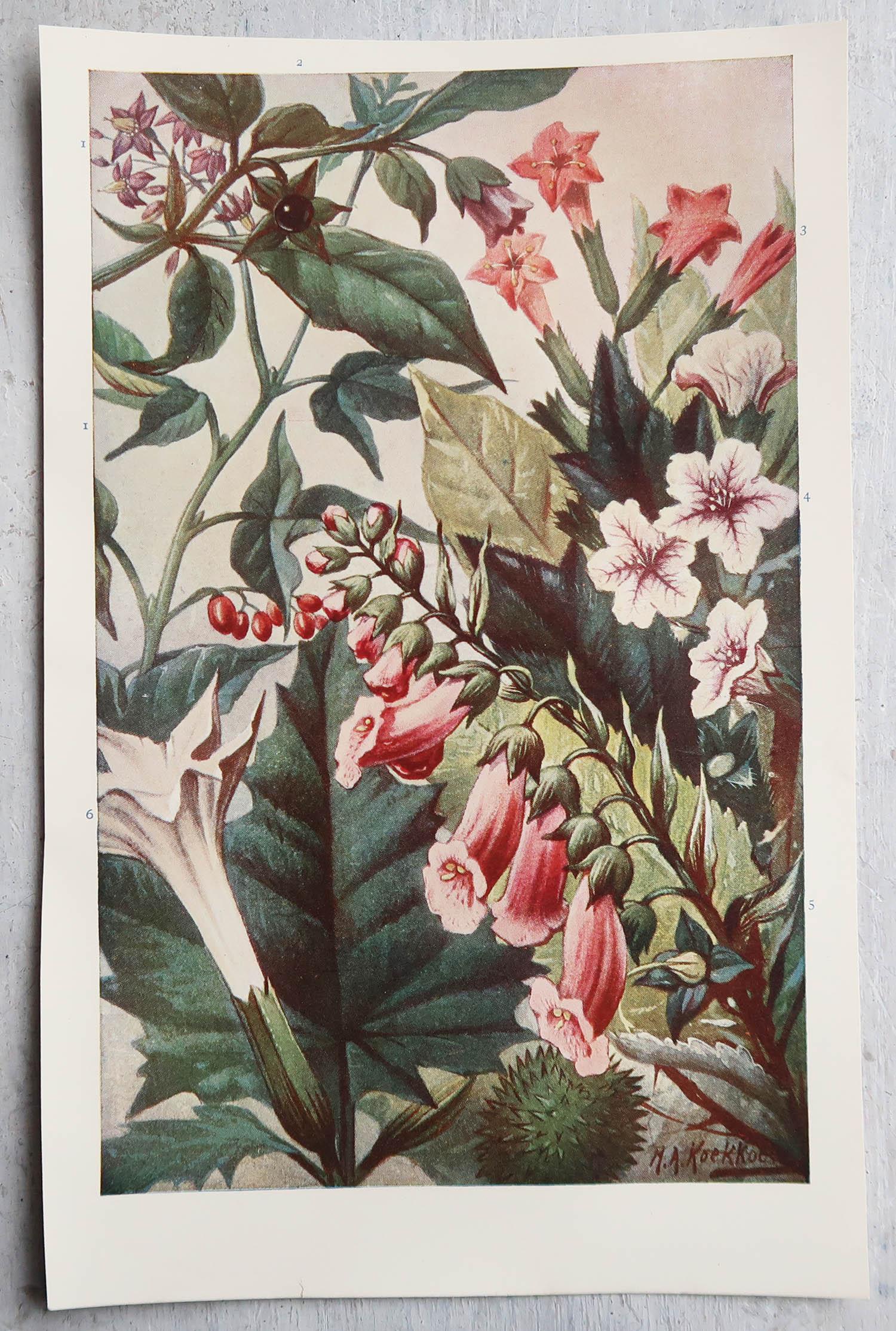 English Pair of Original Vintage Botanical Prints, circa 1900