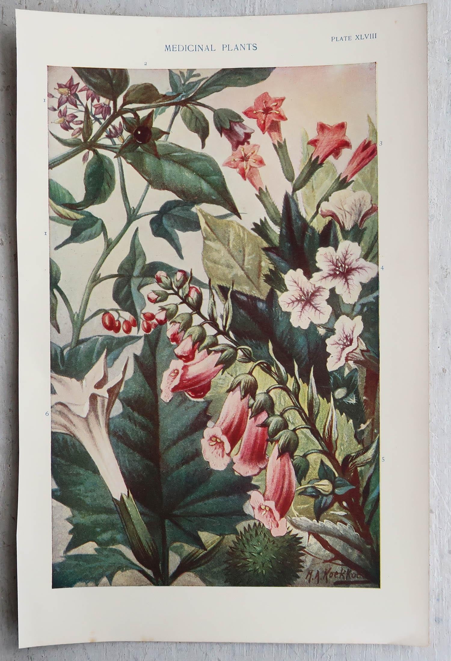 Edwardian Pair of Original Vintage Prints of Medicinal Plants C.1900