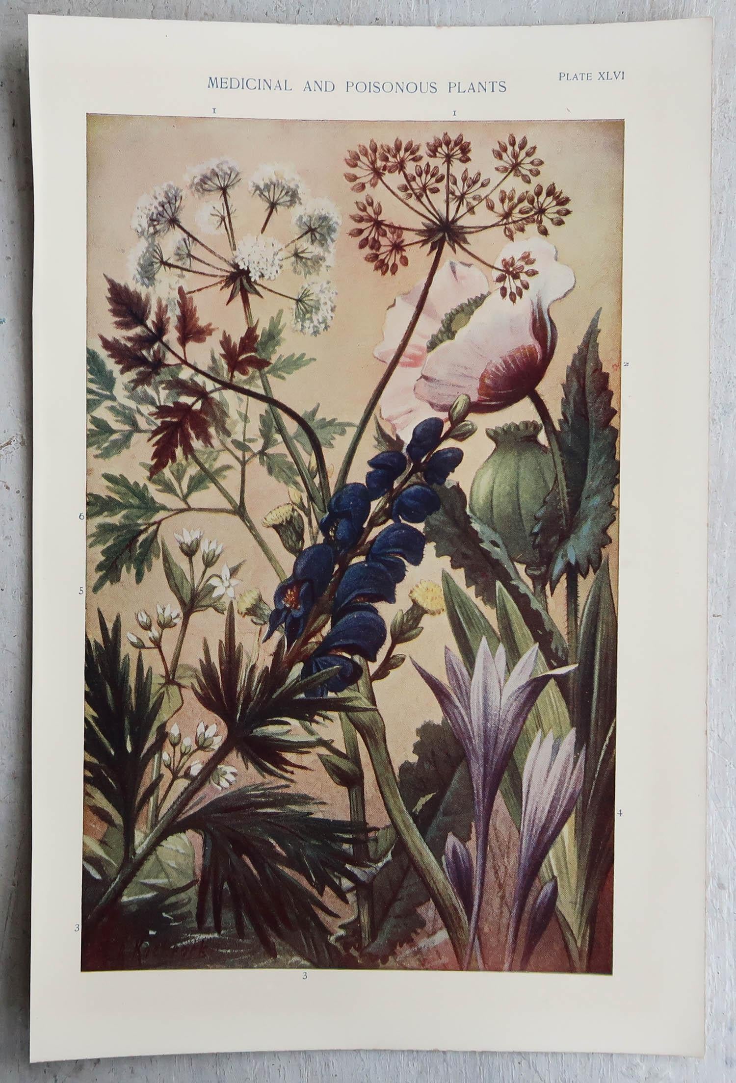 English Pair of Original Vintage Prints of Medicinal Plants C.1900