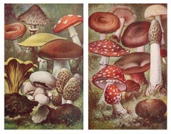 Pair of Original Vintage Prints of Mushrooms, circa 1900