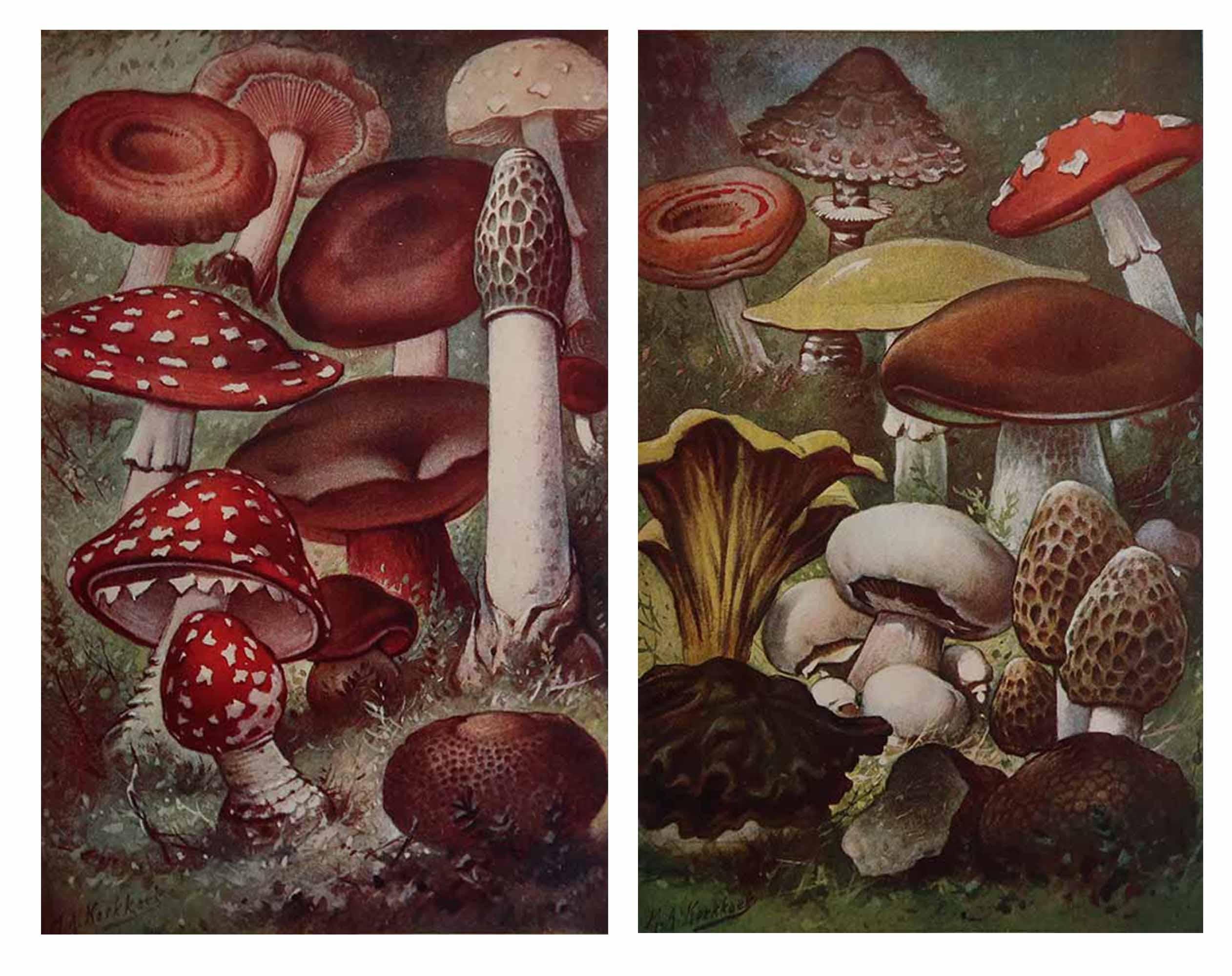 Ottime immagini di funghi.

Senza cornice.

Pubblicato, intorno al 1900.

Le dimensioni indicate sono per una stampa

Spedizione gratuita







