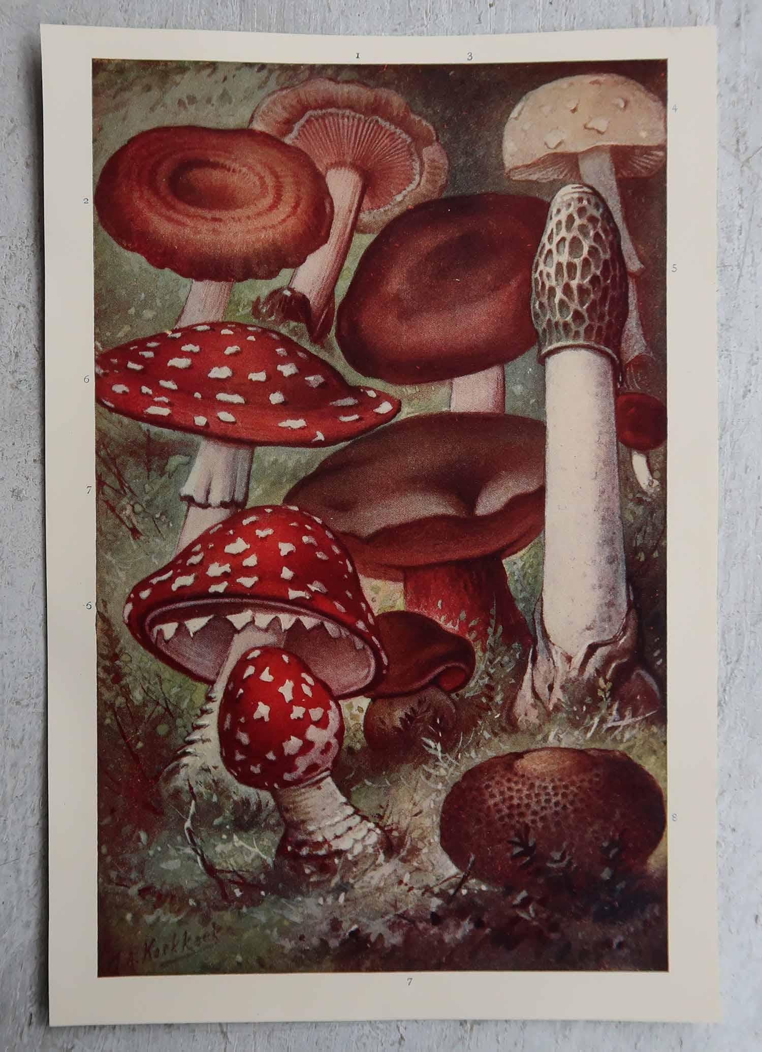 Edoardiano Coppia di stampe originali d'epoca di funghi, circa 1900 in vendita