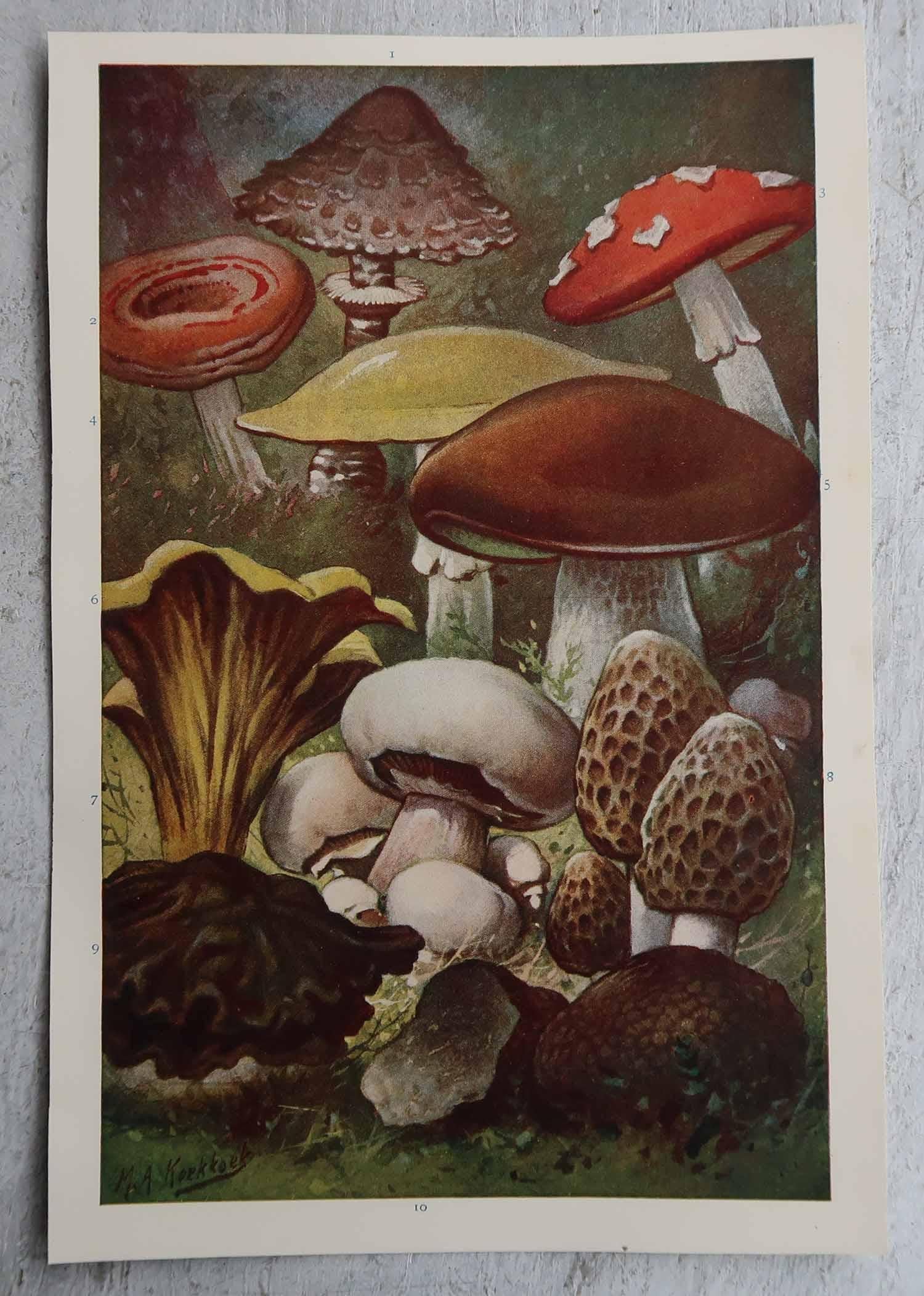 Inglese Coppia di stampe originali d'epoca di funghi, circa 1900 in vendita
