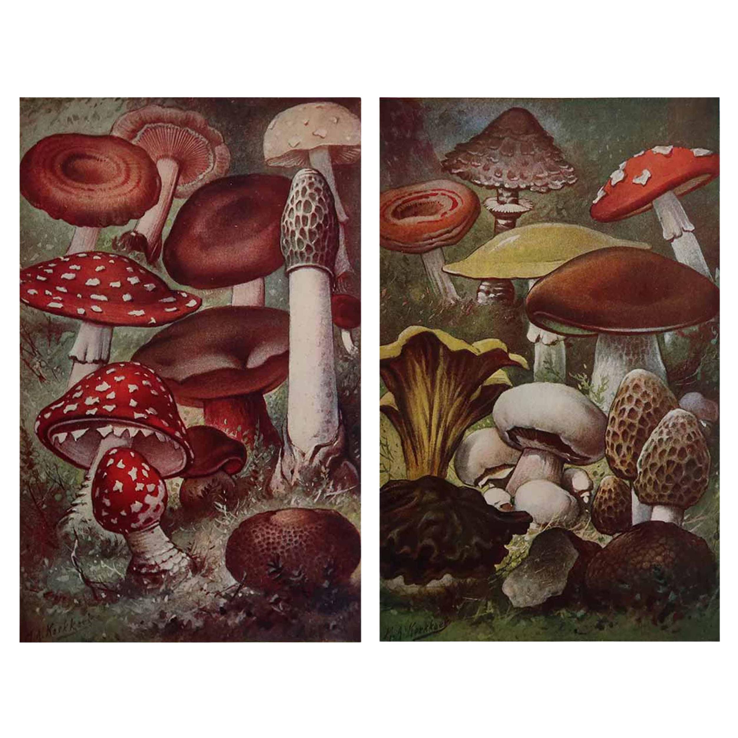Pair of Original Vintage Prints of Mushrooms, circa 1900