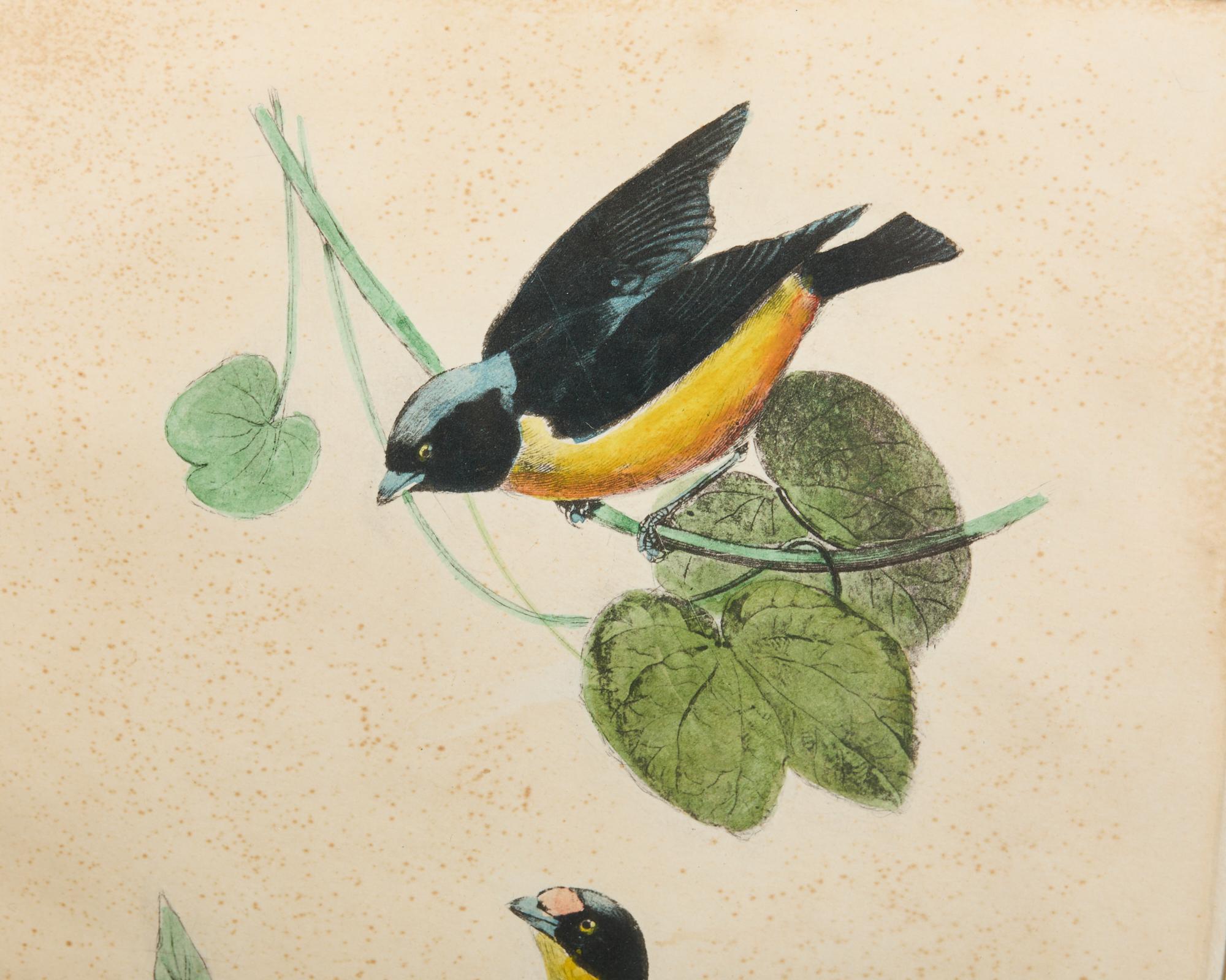 Coppia di stampe ornitologiche di uccelli colorate a mano con cornice in vendita 3