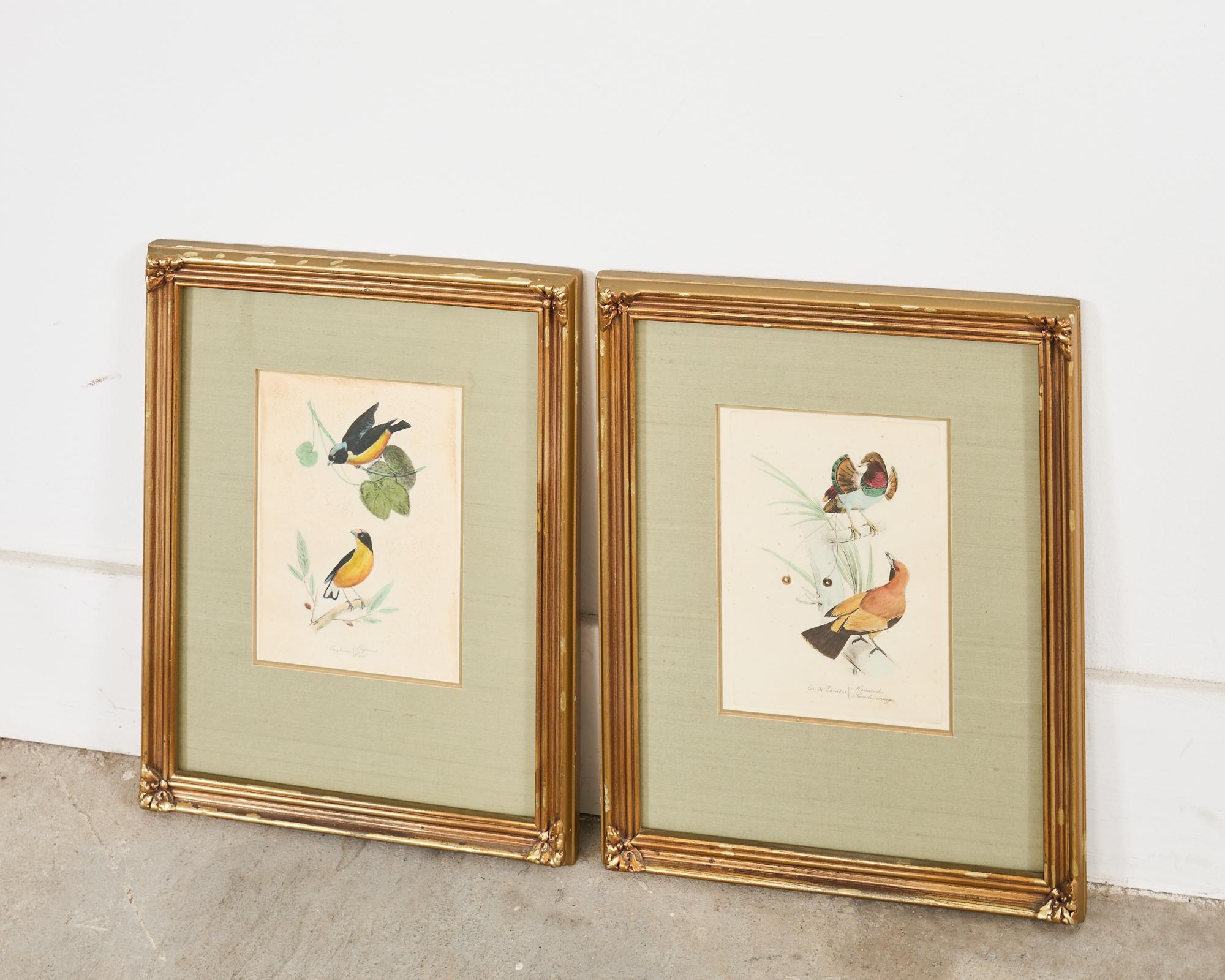 Pair of Ornithological Hand Colored Framed Bird Prints For Sale 4
