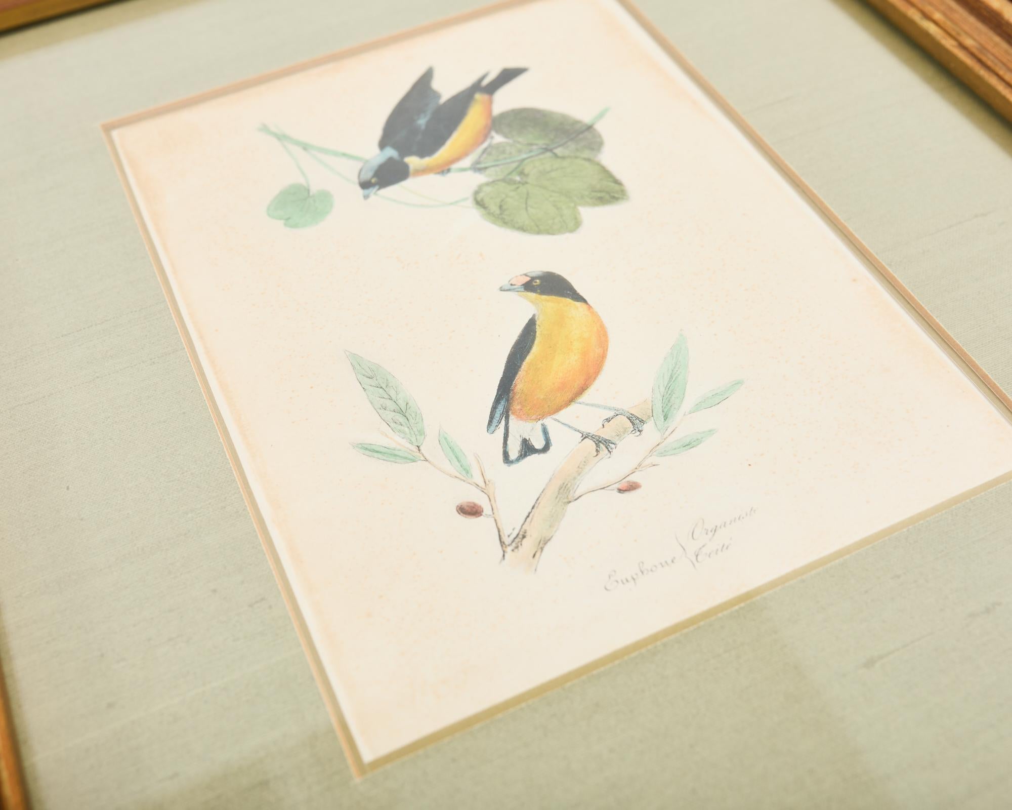 Dorato Coppia di stampe ornitologiche di uccelli colorate a mano con cornice in vendita