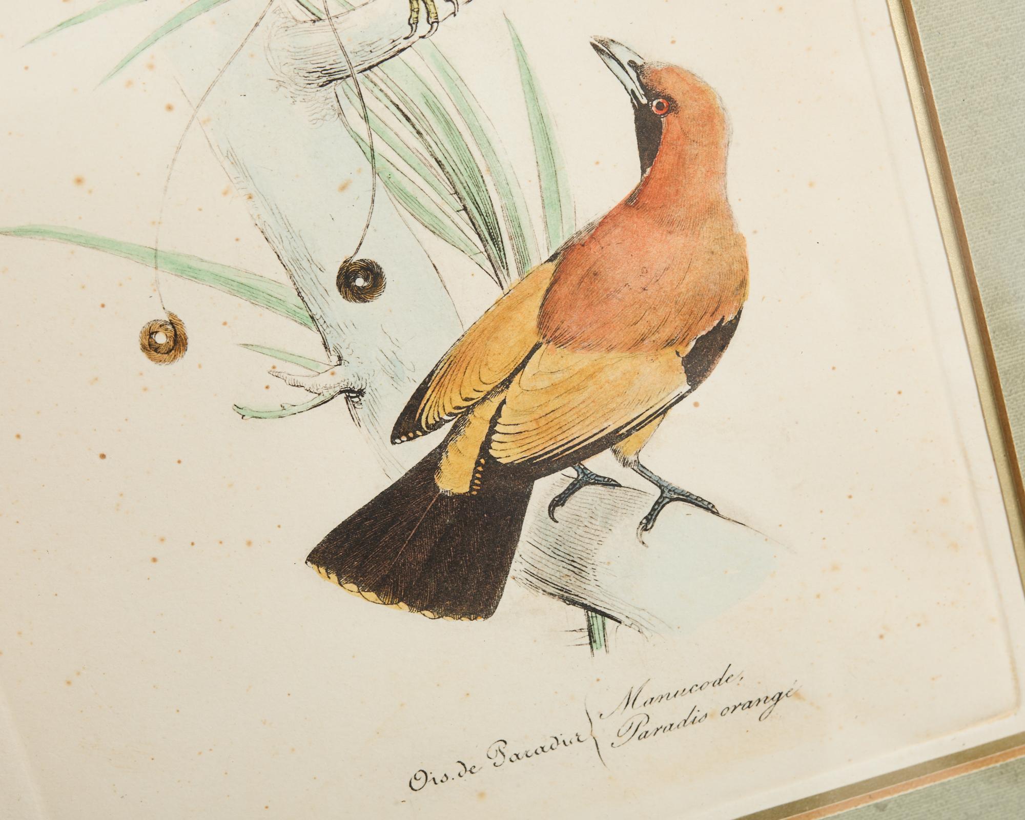 20th Century Pair of Ornithological Hand Colored Framed Bird Prints For Sale