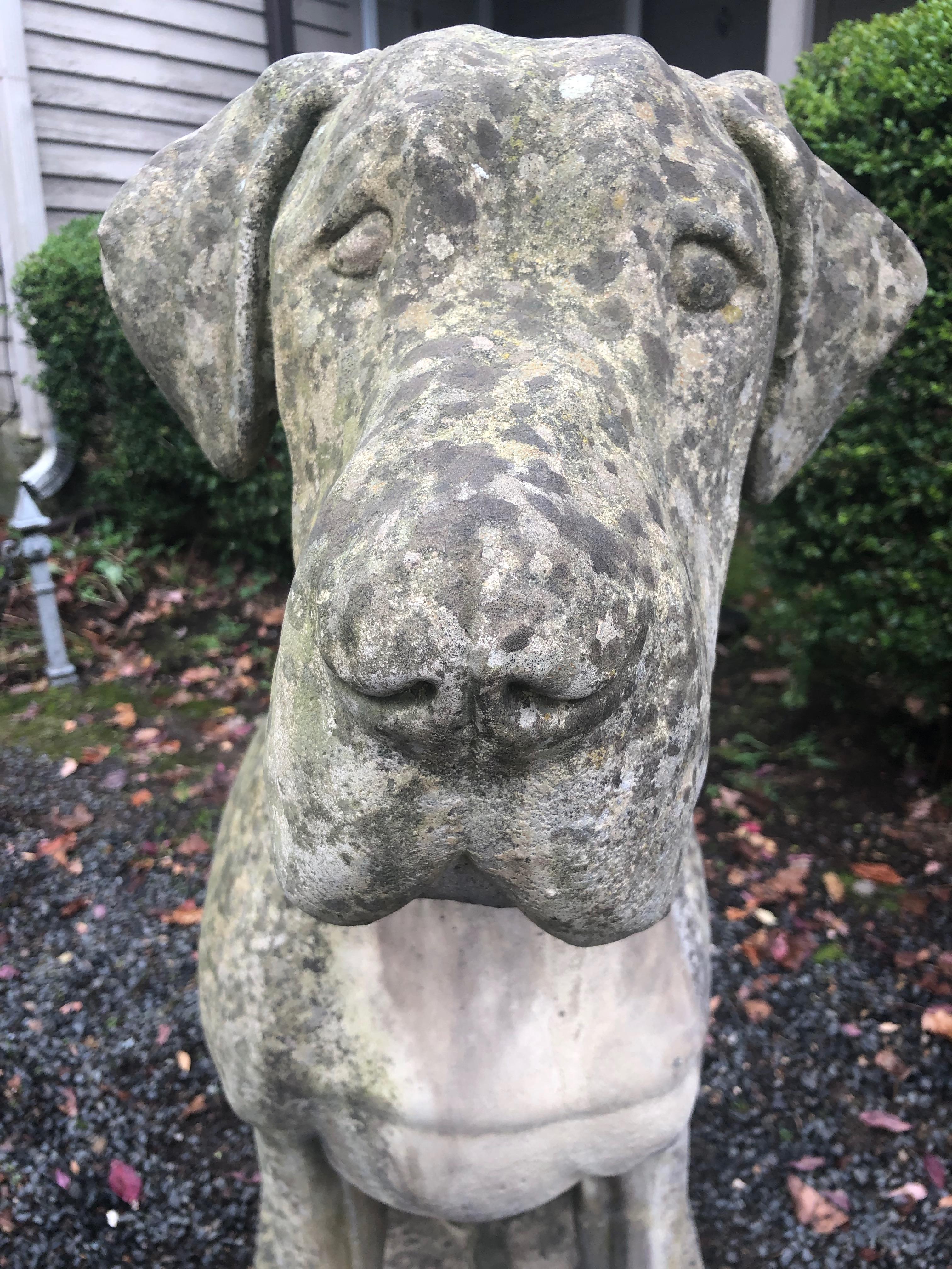 Pair of Over-Scale English Cast Stone Great Dane Dogs with Superb Patina 8