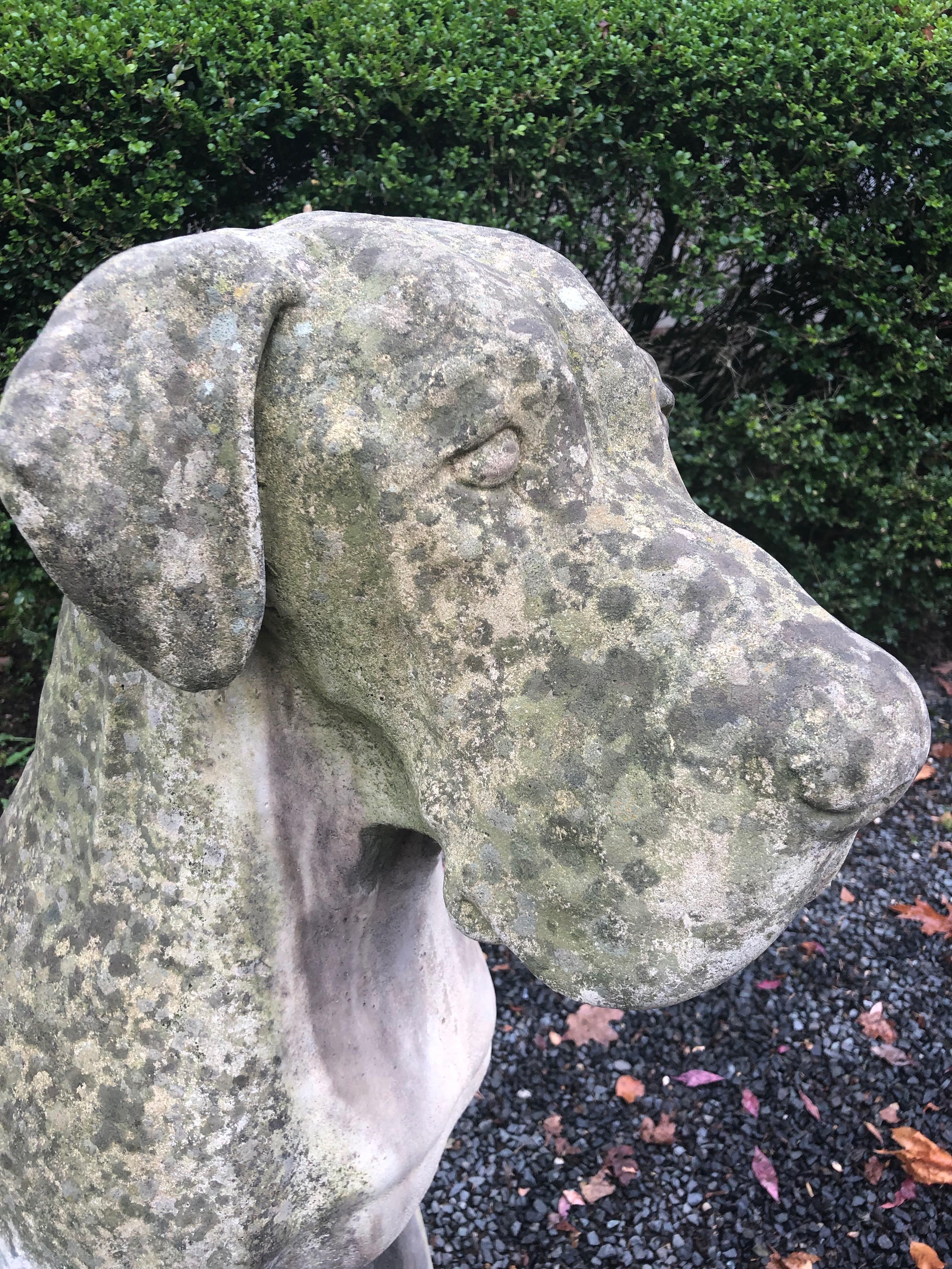 Pair of Over-Scale English Cast Stone Great Dane Dogs with Superb Patina 9
