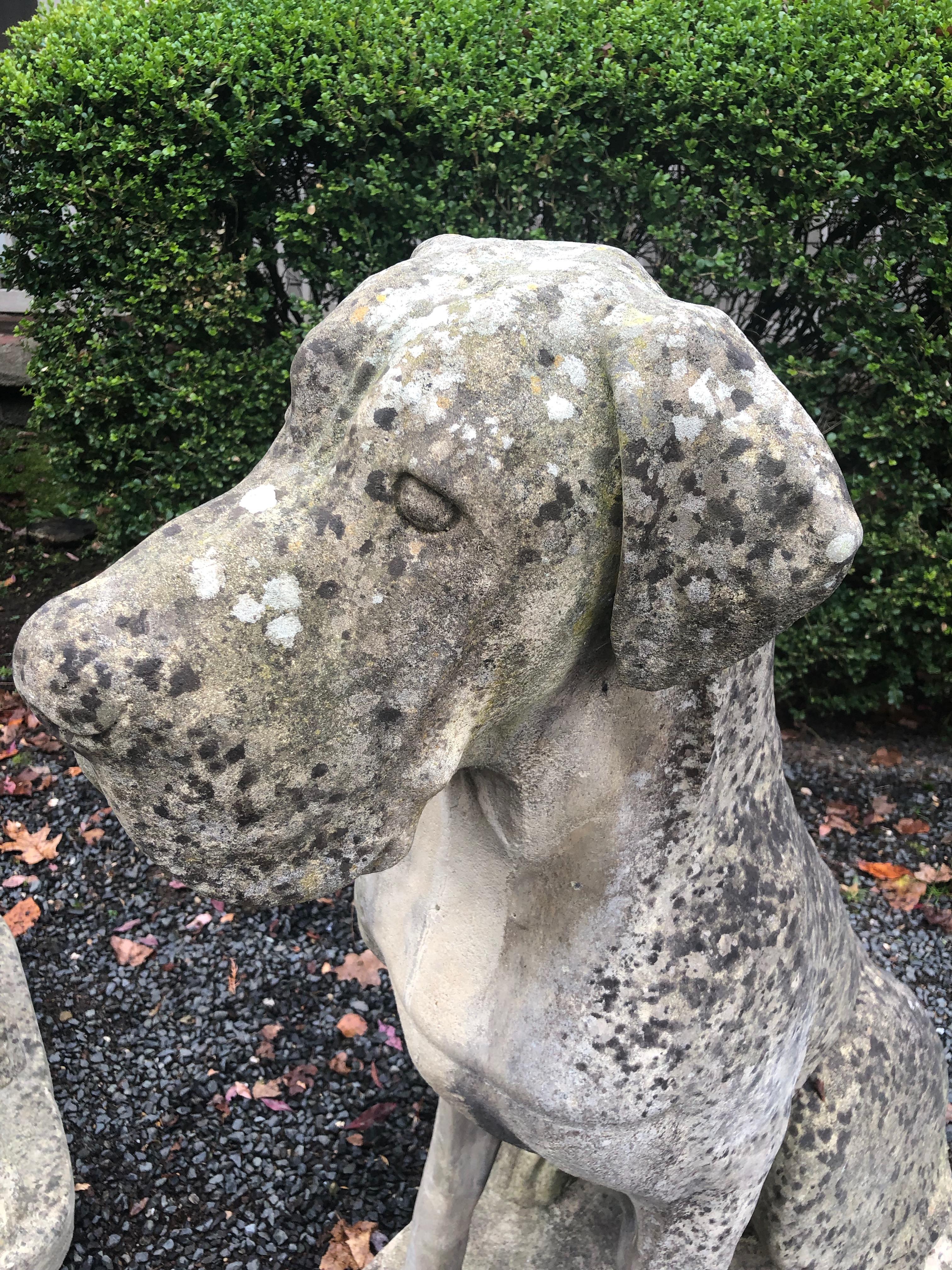 Pair of Over-Scale English Cast Stone Great Dane Dogs with Superb Patina 10