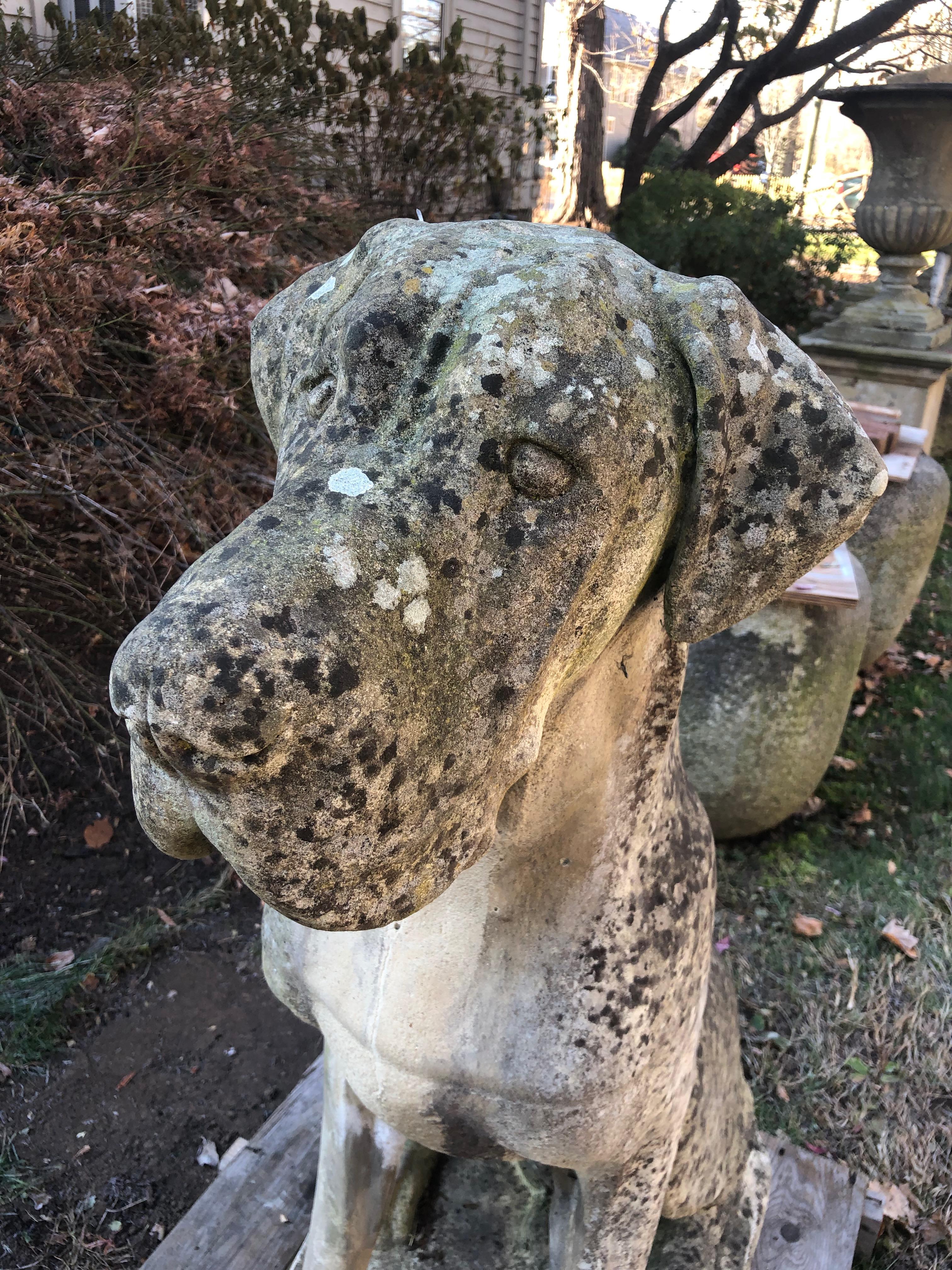 Pair of Over-Scale English Cast Stone Great Dane Dogs with Superb Patina 11