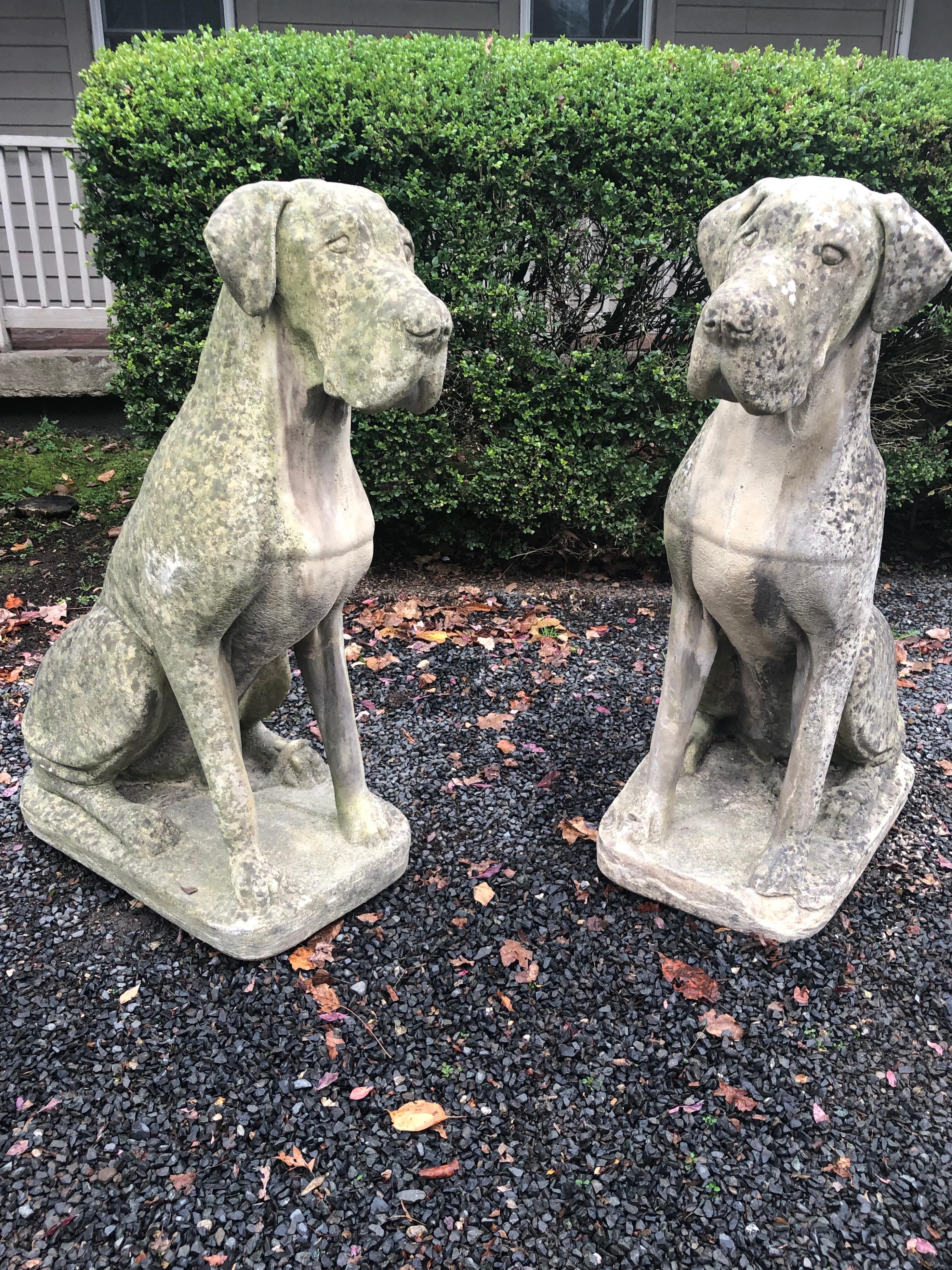 The scale and look of these Great Dane figures is simply superb. Cast as an identical seated pair, with slightly cocked heads and undocked ears, they feature a beautiful patina with excellent weathering enhanced by lichen and acid rain. One dog has