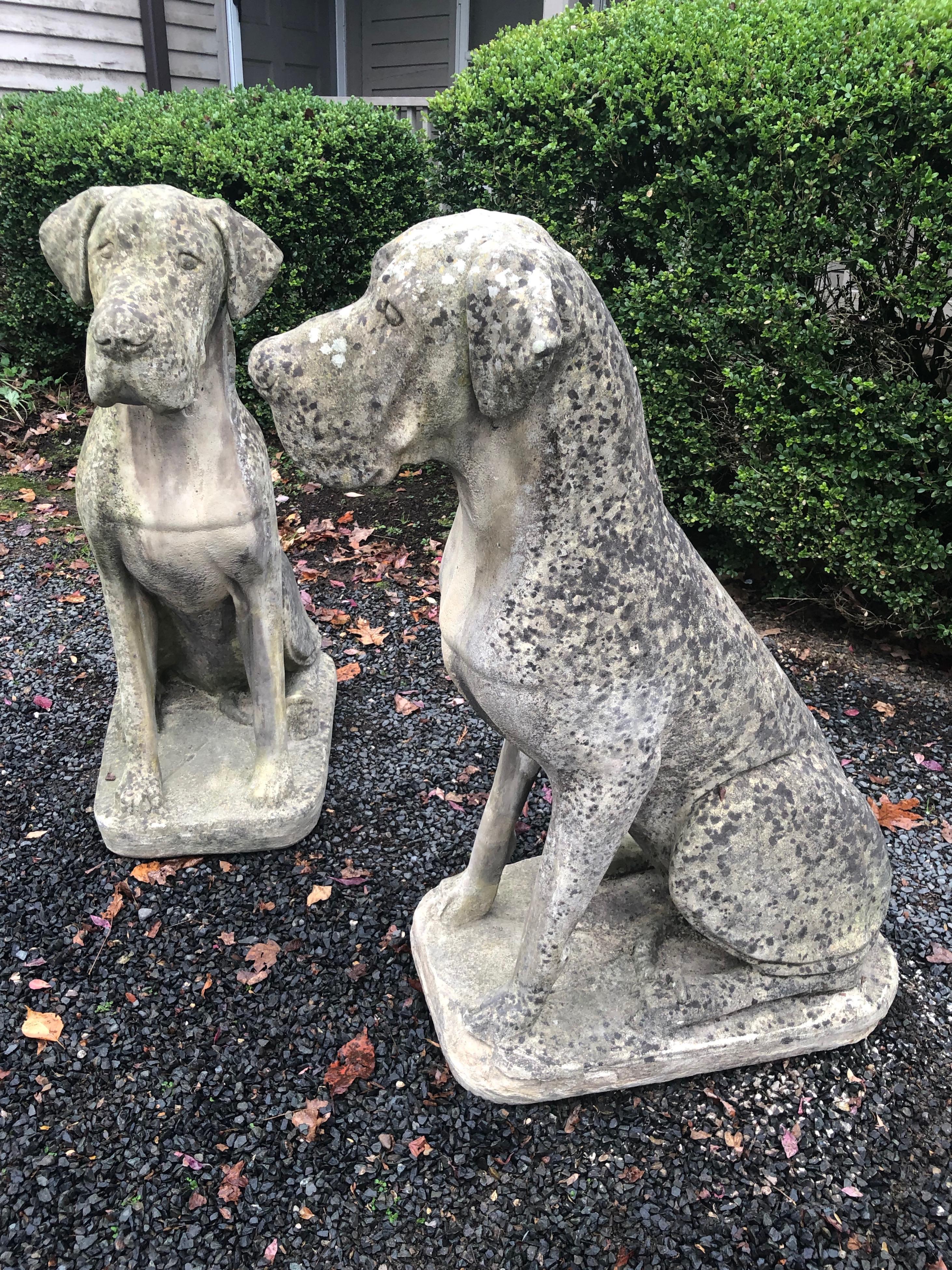 Pair of Over-Scale English Cast Stone Great Dane Dogs with Superb Patina In Good Condition In Woodbury, CT