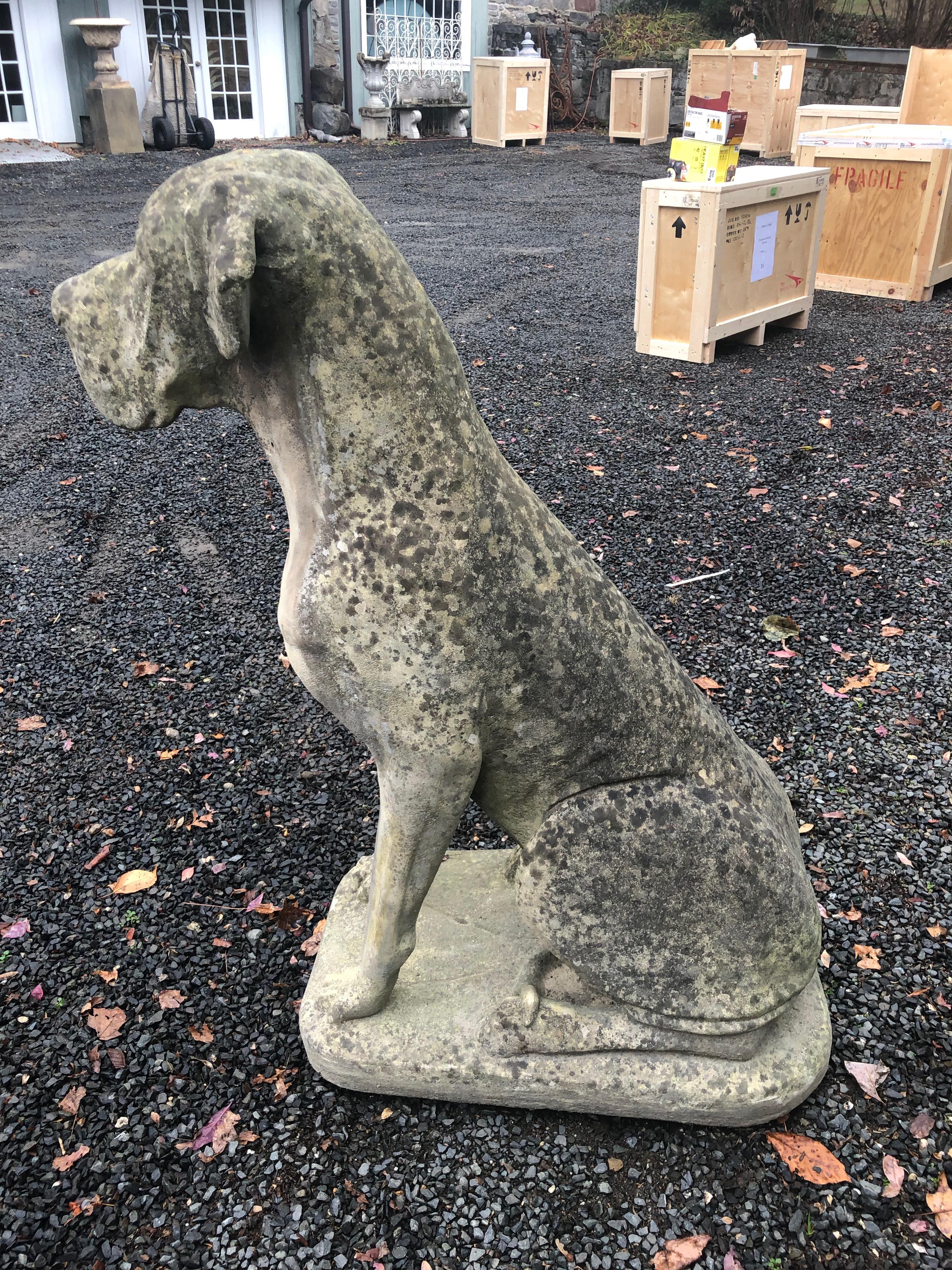 Pair of Over-Scale English Cast Stone Great Dane Dogs with Superb Patina 3