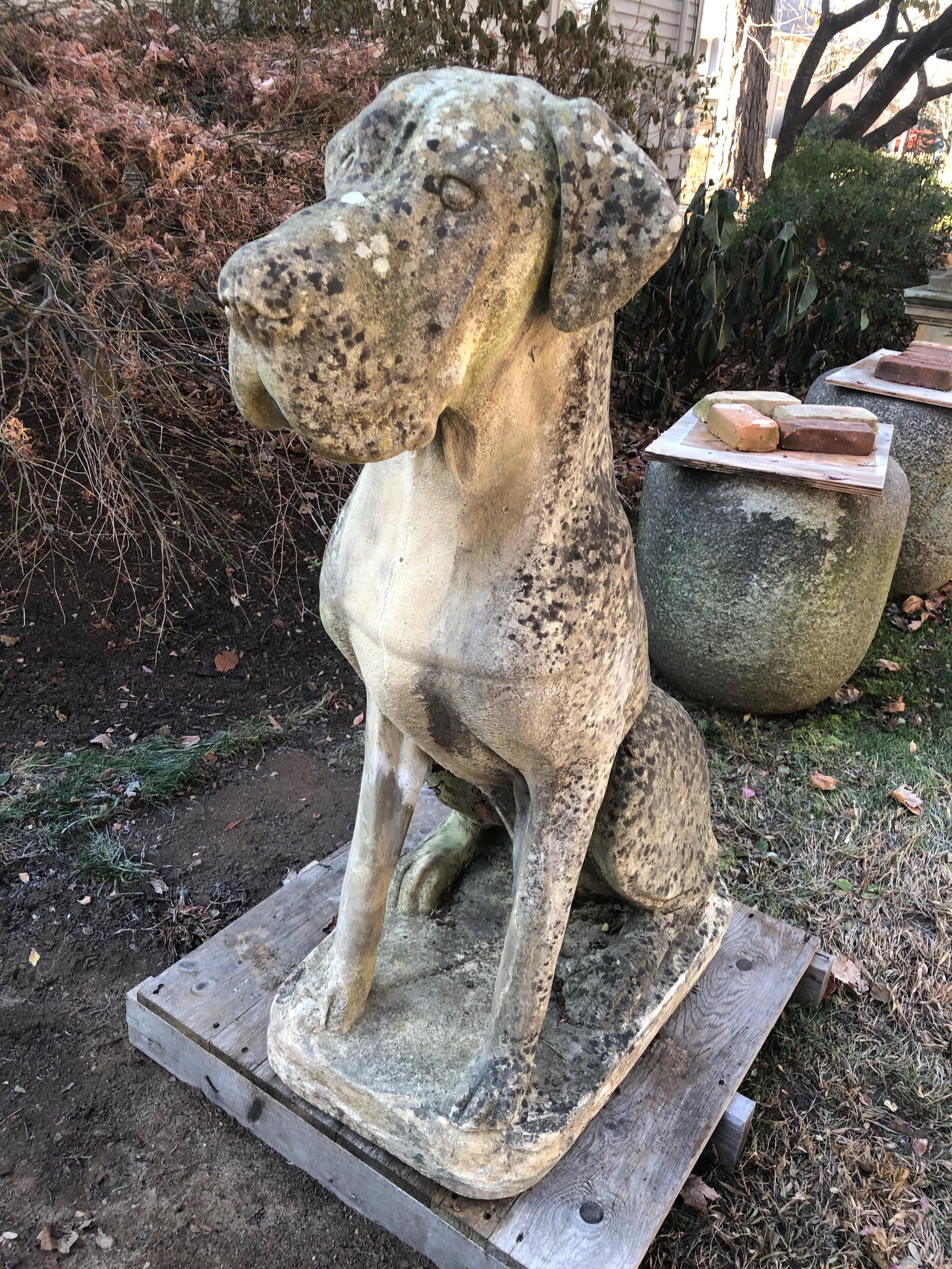 Pair of Over-Scale English Cast Stone Great Dane Dogs with Superb Patina 4