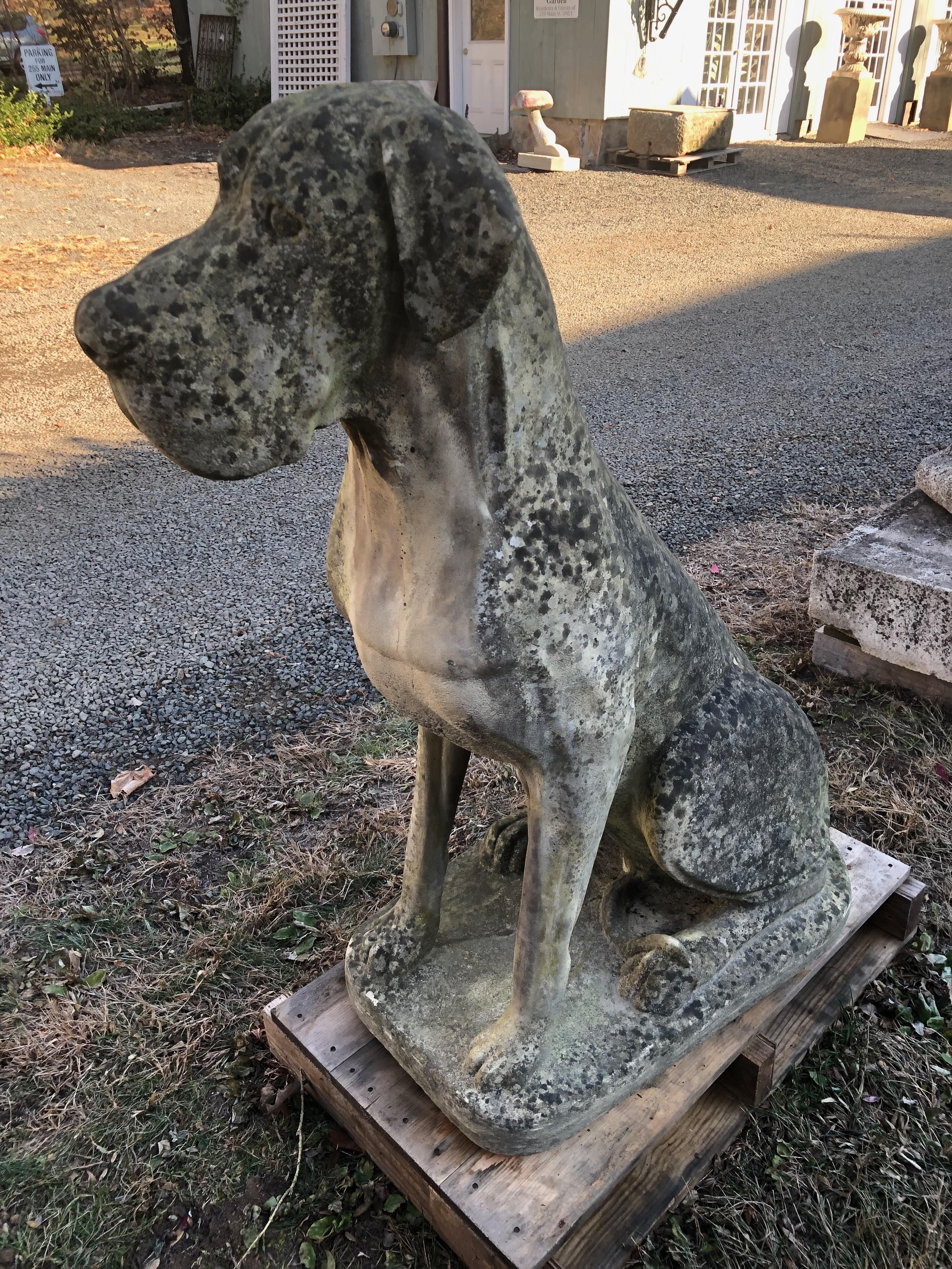 Pair of Over-Scale English Cast Stone Great Dane Dogs with Superb Patina 5
