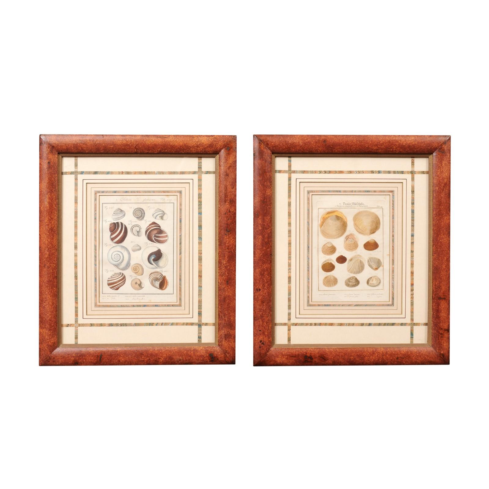 Pair of Painted Faux Wood Framed 18th Century Shell Engravings with Marbleized Matting & later hand coloring