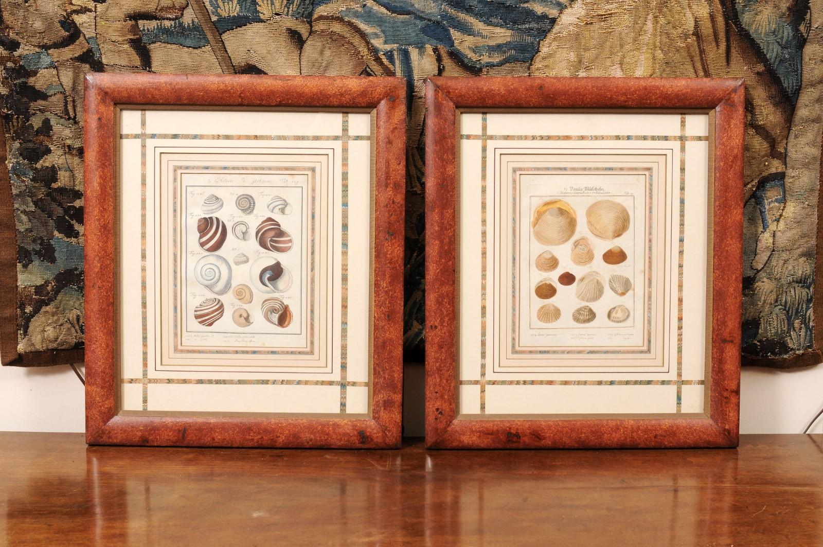 Pair of Painted Faux Wood Framed 18th Century Shell Engravings  In Good Condition For Sale In Atlanta, GA