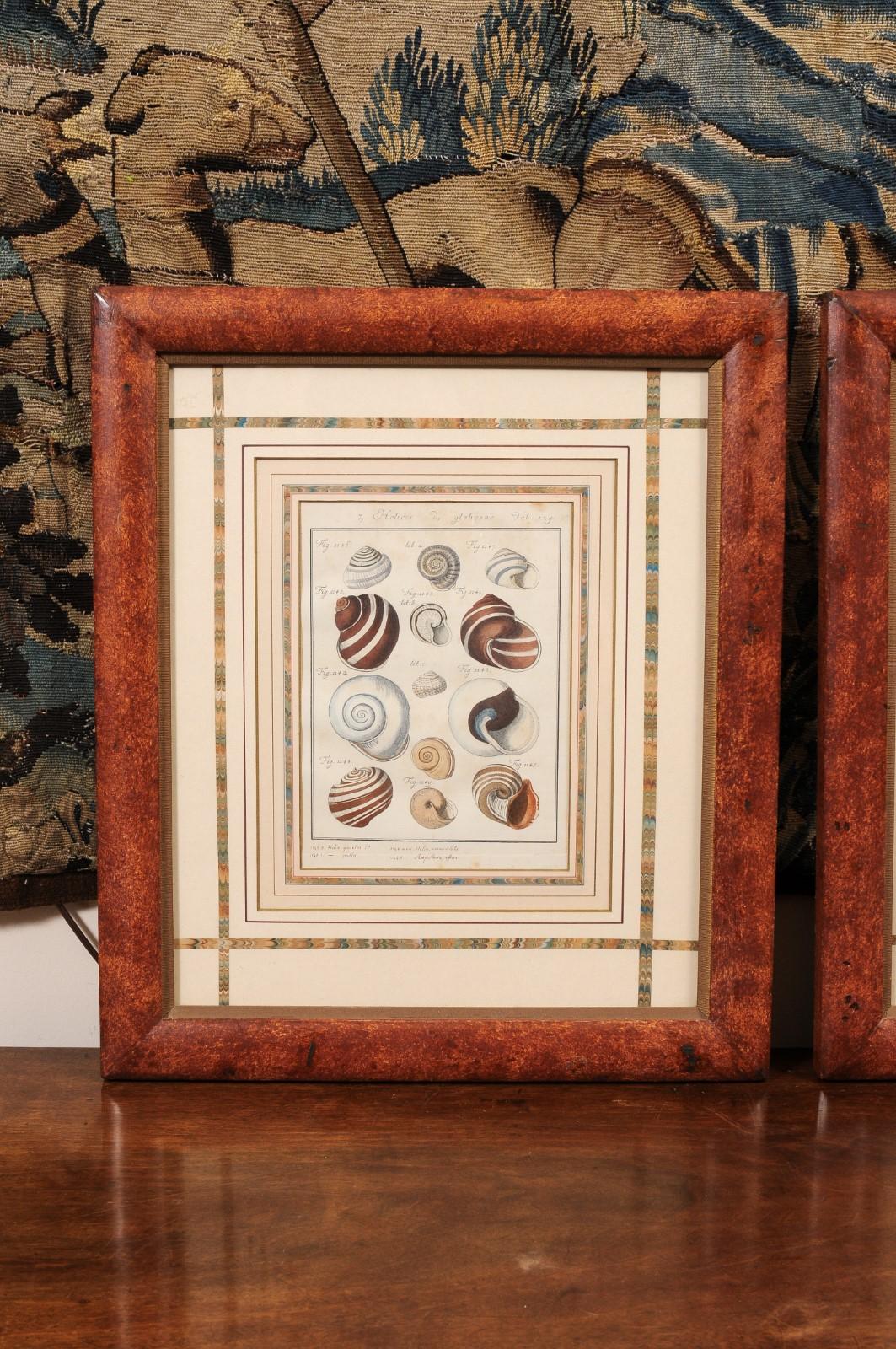 18th Century and Earlier Pair of Painted Faux Wood Framed 18th Century Shell Engravings  For Sale