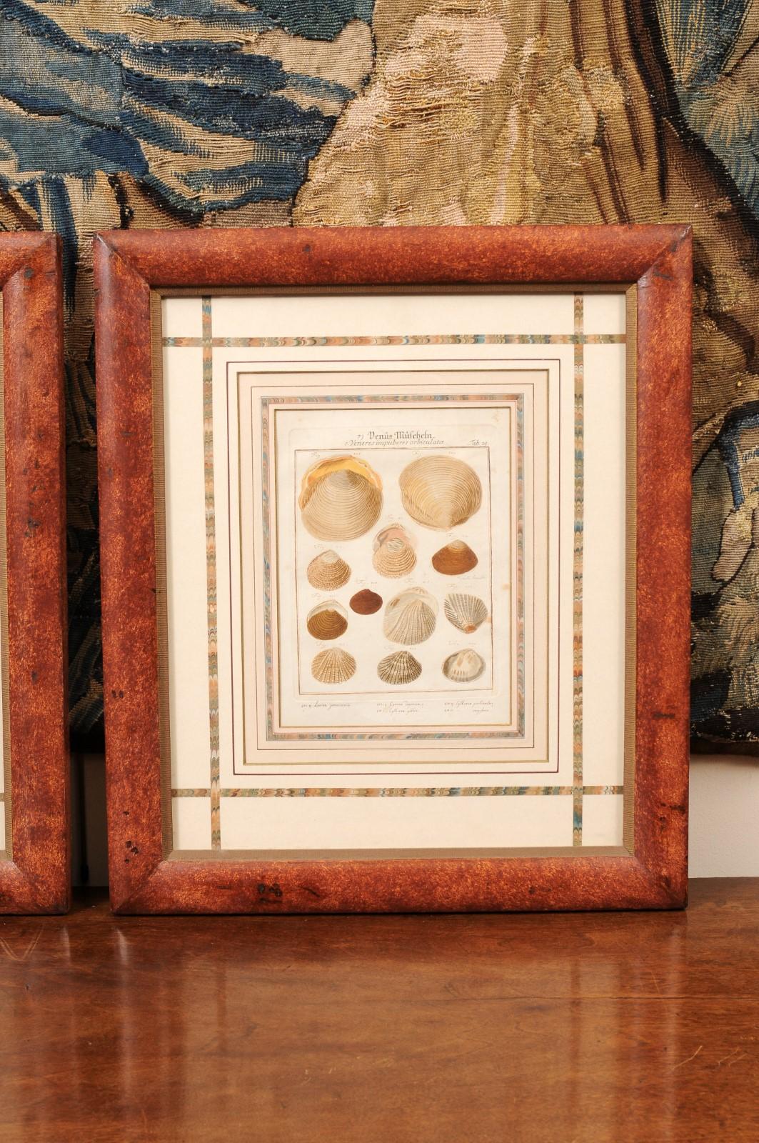 Pair of Painted Faux Wood Framed 18th Century Shell Engravings  For Sale 1