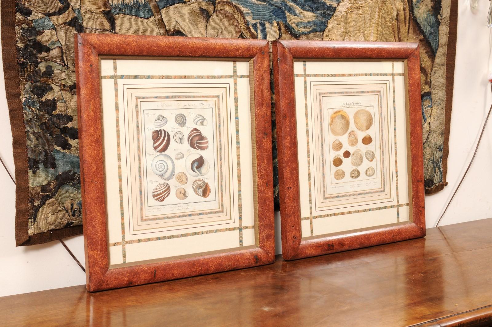 Pair of Painted Faux Wood Framed 18th Century Shell Engravings  For Sale 4