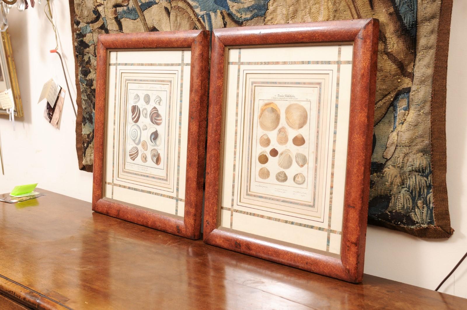 Pair of Painted Faux Wood Framed 18th Century Shell Engravings  For Sale 5
