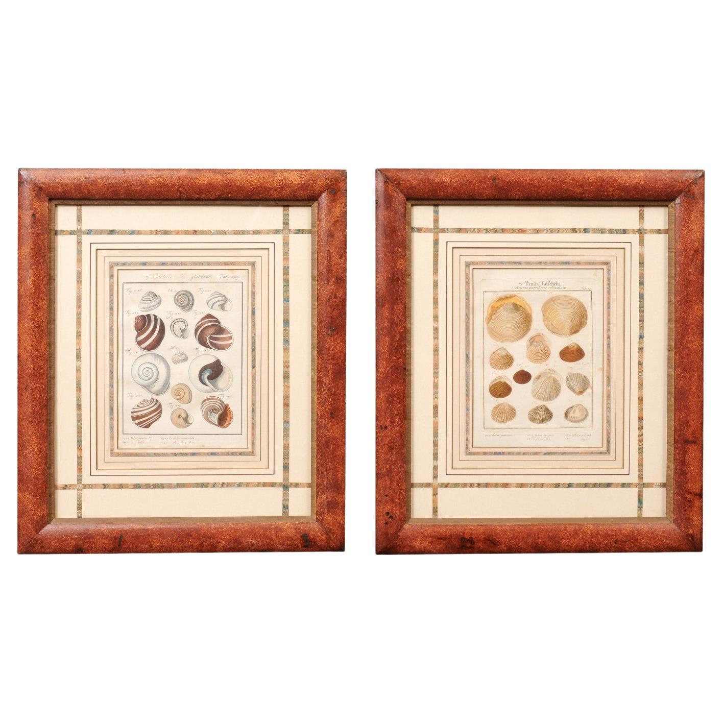 Pair of Painted Faux Wood Framed 18th Century Shell Engravings  For Sale