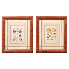 Pair of Painted Faux Wood Framed 18th Century Shell Engravings 