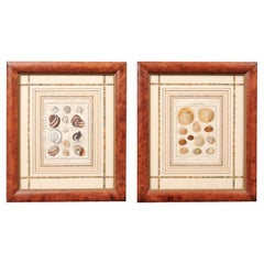 Pair of Painted Faux Wood Framed 18th Century Shell Engravings