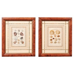 Antique Pair of Painted Faux Wood Framed 18th Century Shell Engravings 