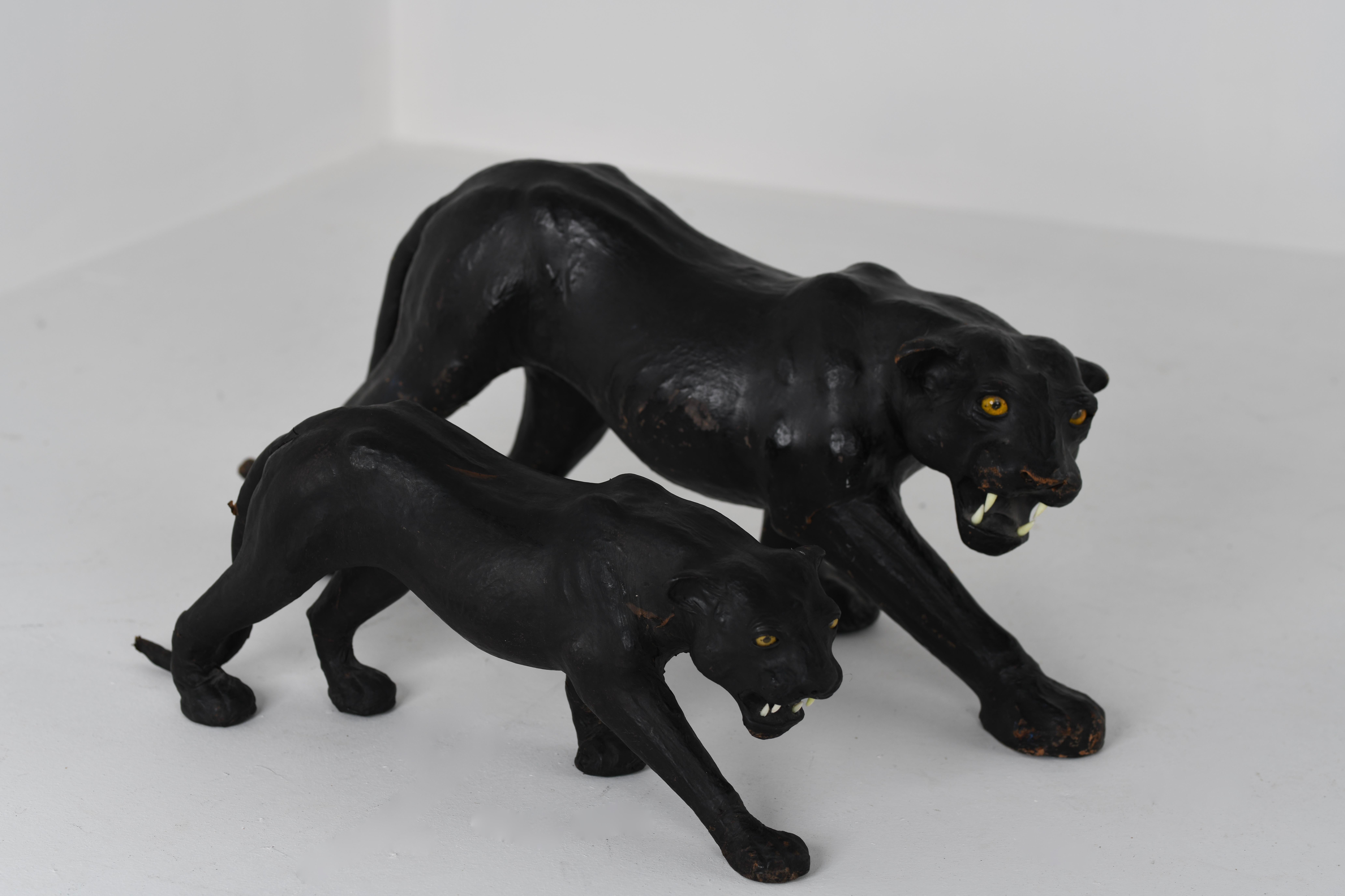 black panther for sale