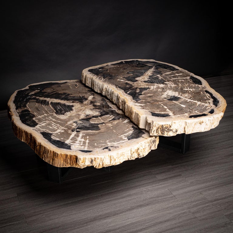 Pair of Petrified Wood Center or Coffee Table with Black Metal Base at