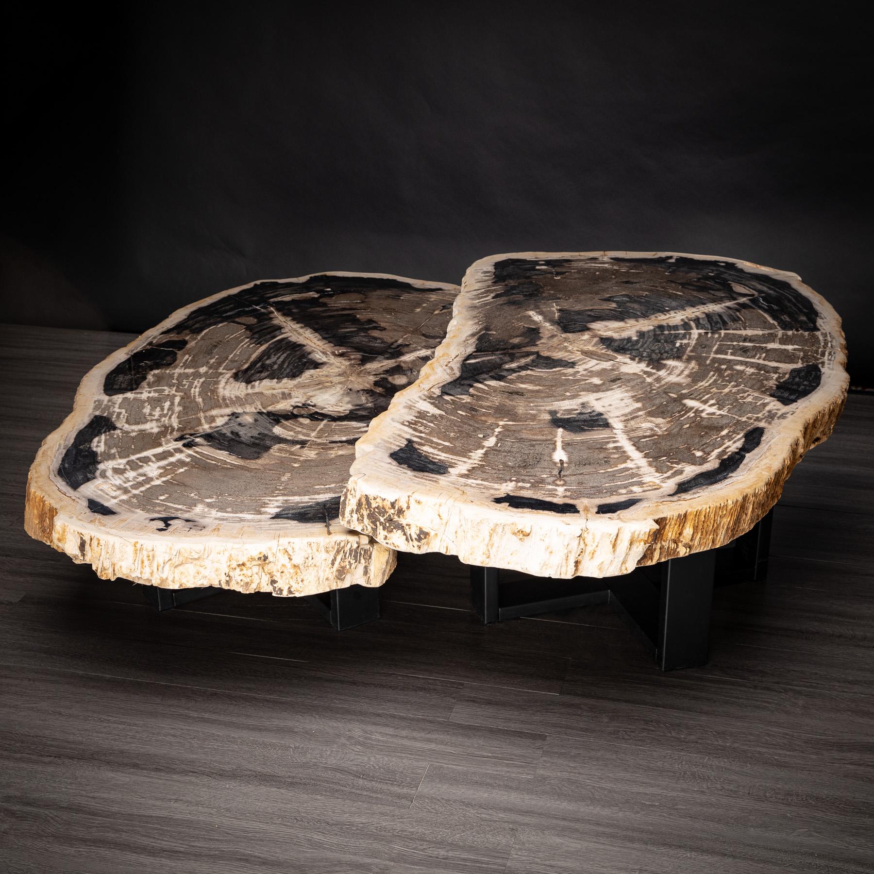 Mexican Pair of Petrified Wood Center or Coffee Table with Black Metal Base