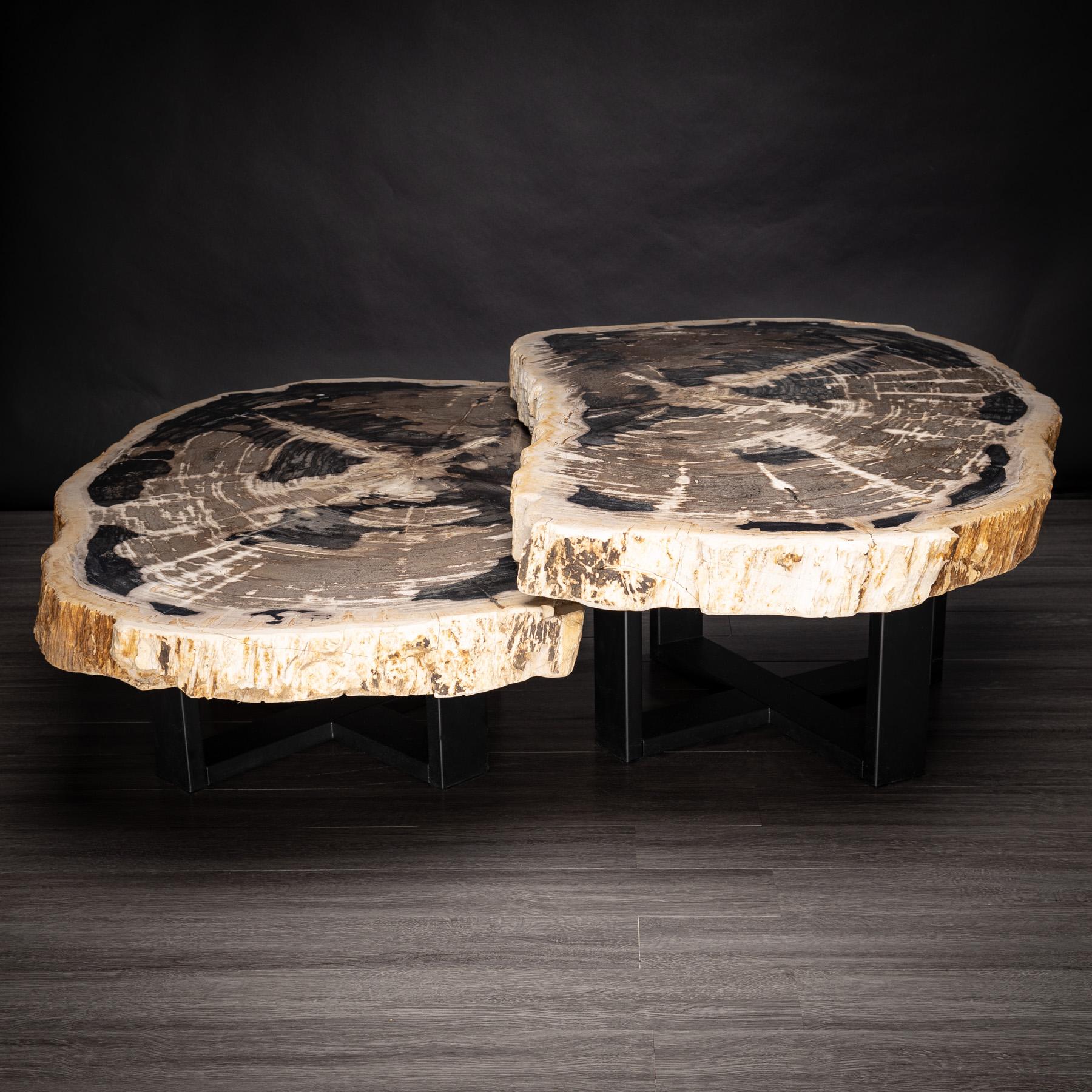 Polished Pair of Petrified Wood Center or Coffee Table with Black Metal Base
