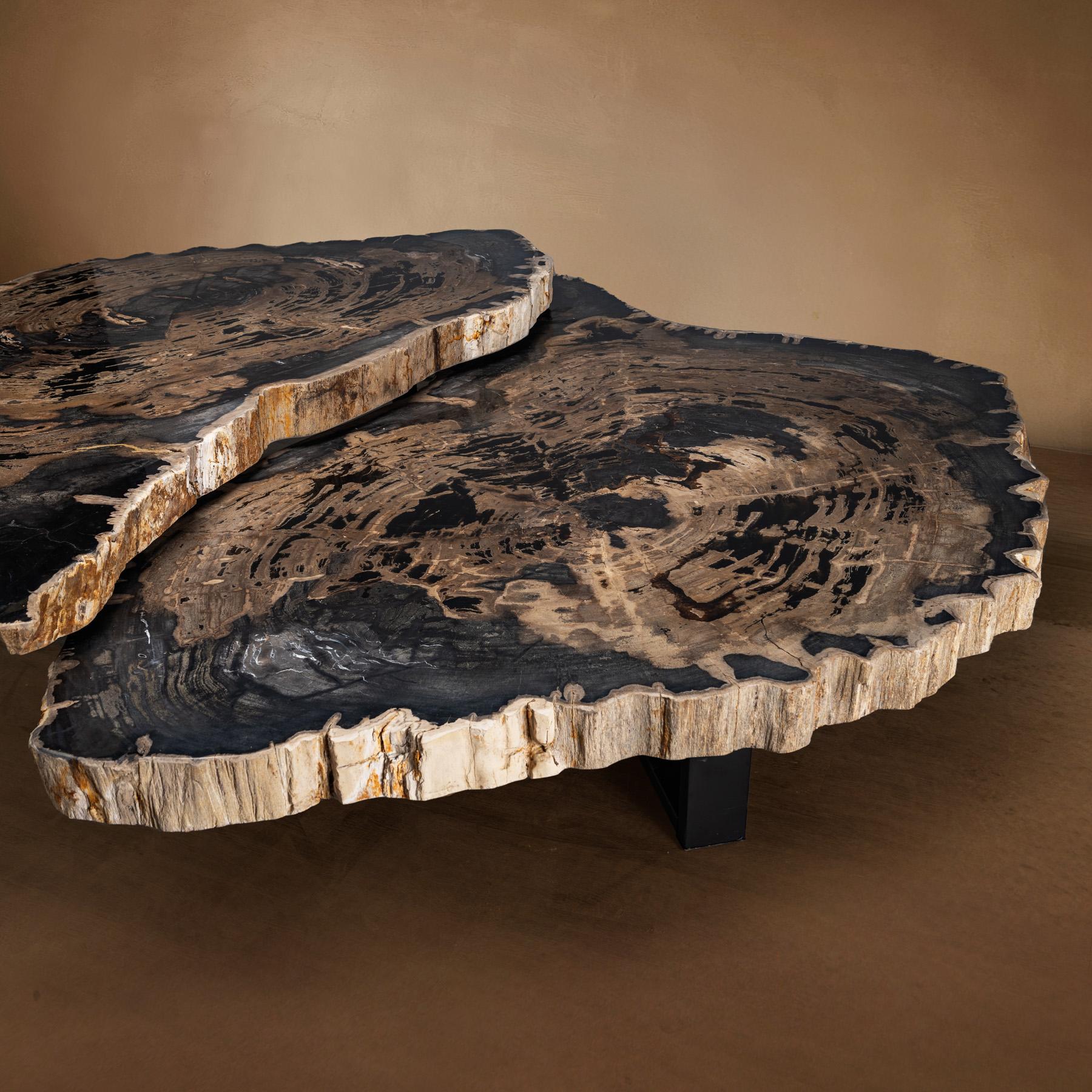 Polished Pair of Petrified Wood Center or Coffee Table with Black Metal Base For Sale