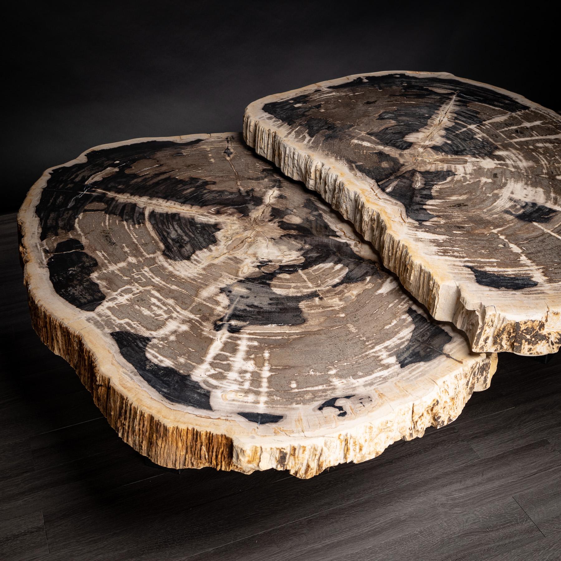 Pair of Petrified Wood Center or Coffee Table with Black Metal Base In New Condition In Polanco, CDMX
