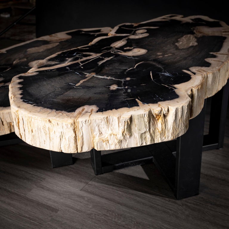 Pair of Petrified Wood Center or Coffee Table with Black Metal Base at