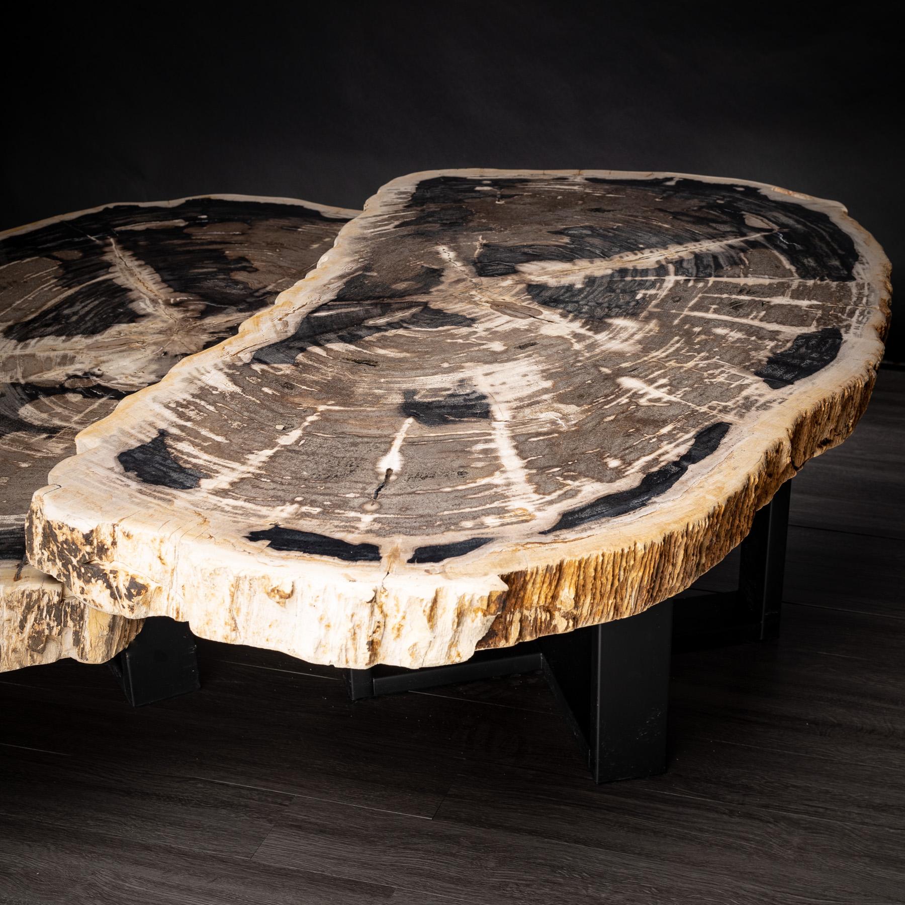 Contemporary Pair of Petrified Wood Center or Coffee Table with Black Metal Base